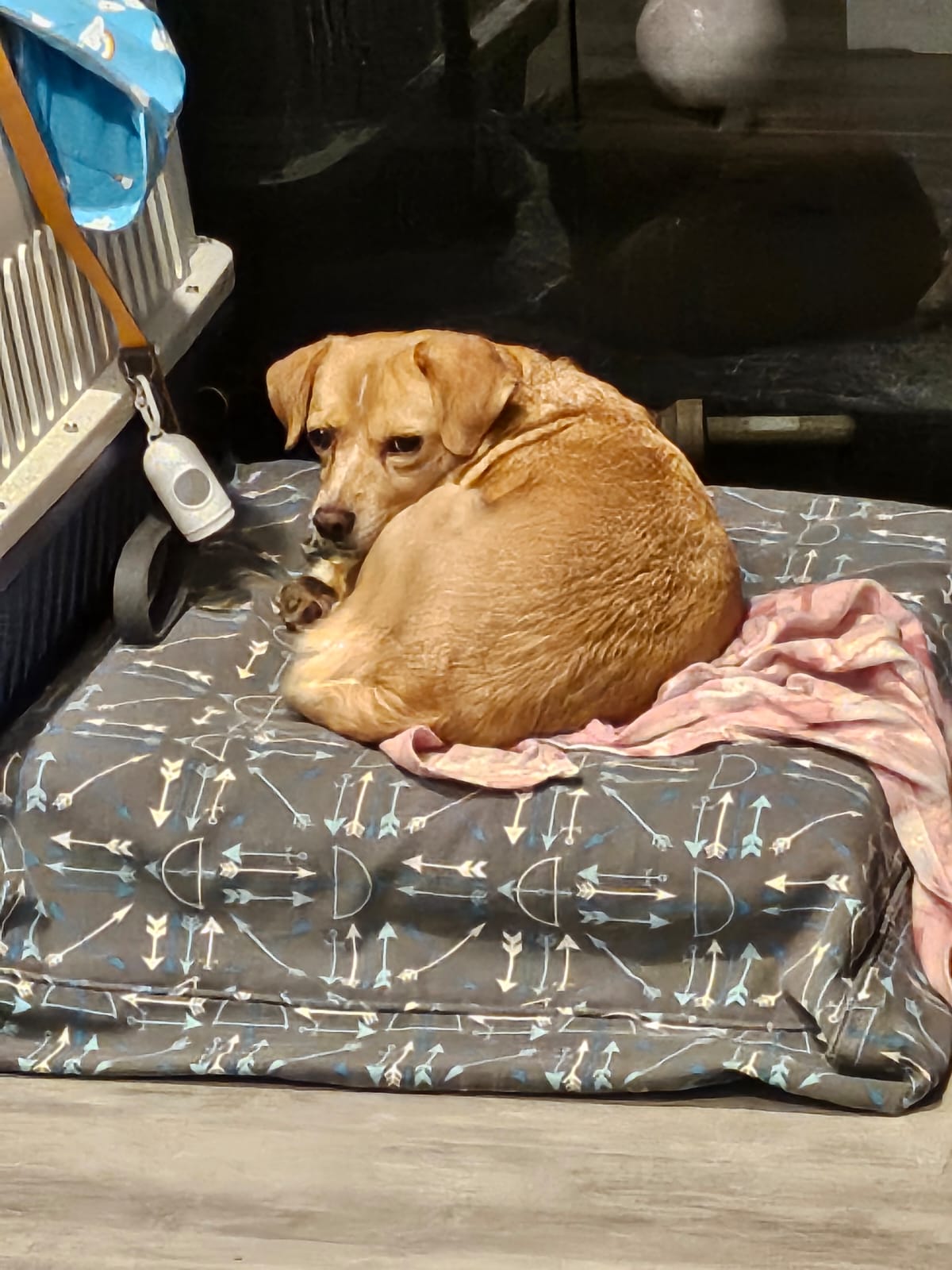 [해외입양] 캐나다 밴쿠버에서 전해온 '일콩이' 소식💌