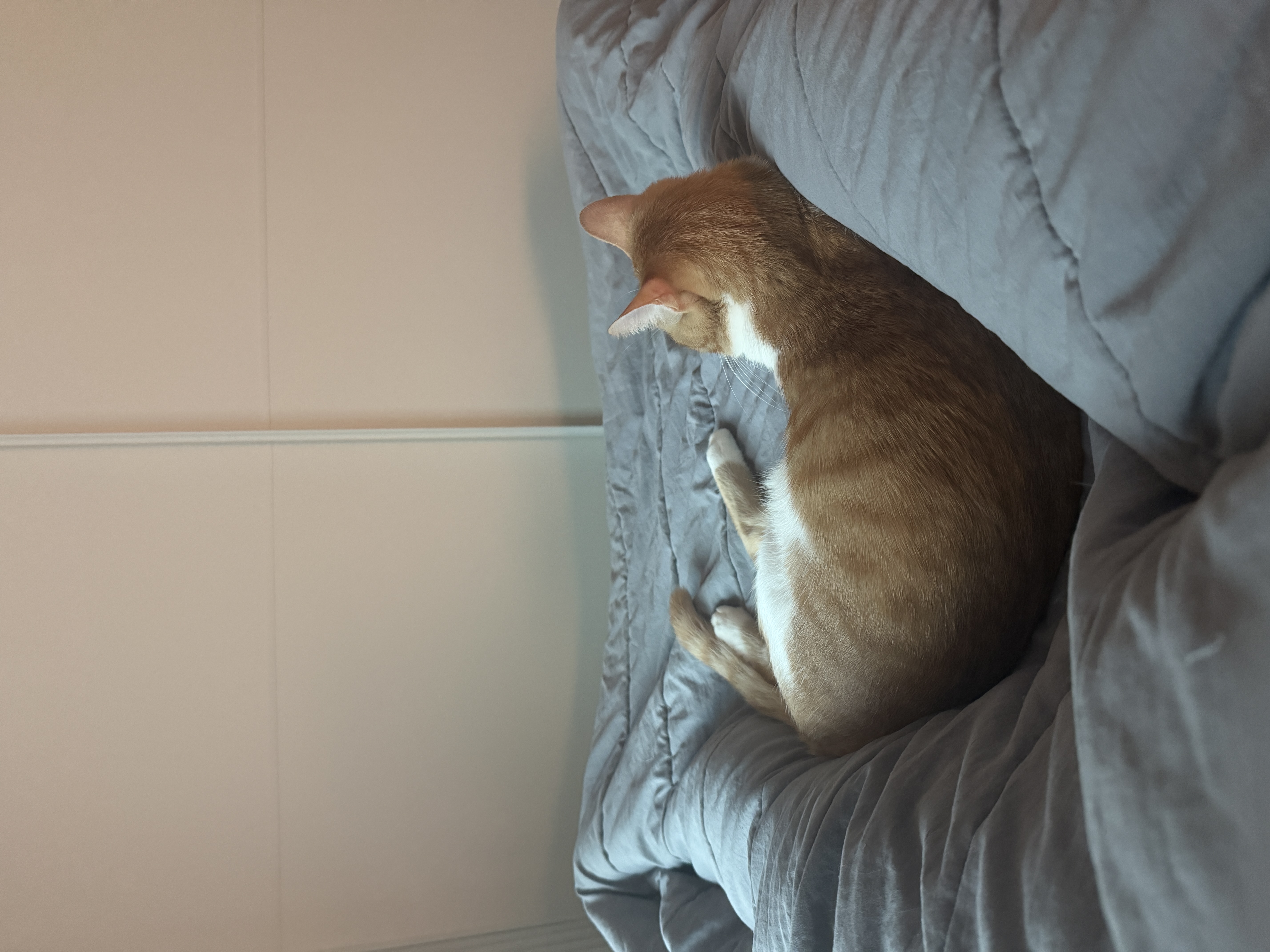 달콩이(구 달봉이) 입양 1년 후기🦁