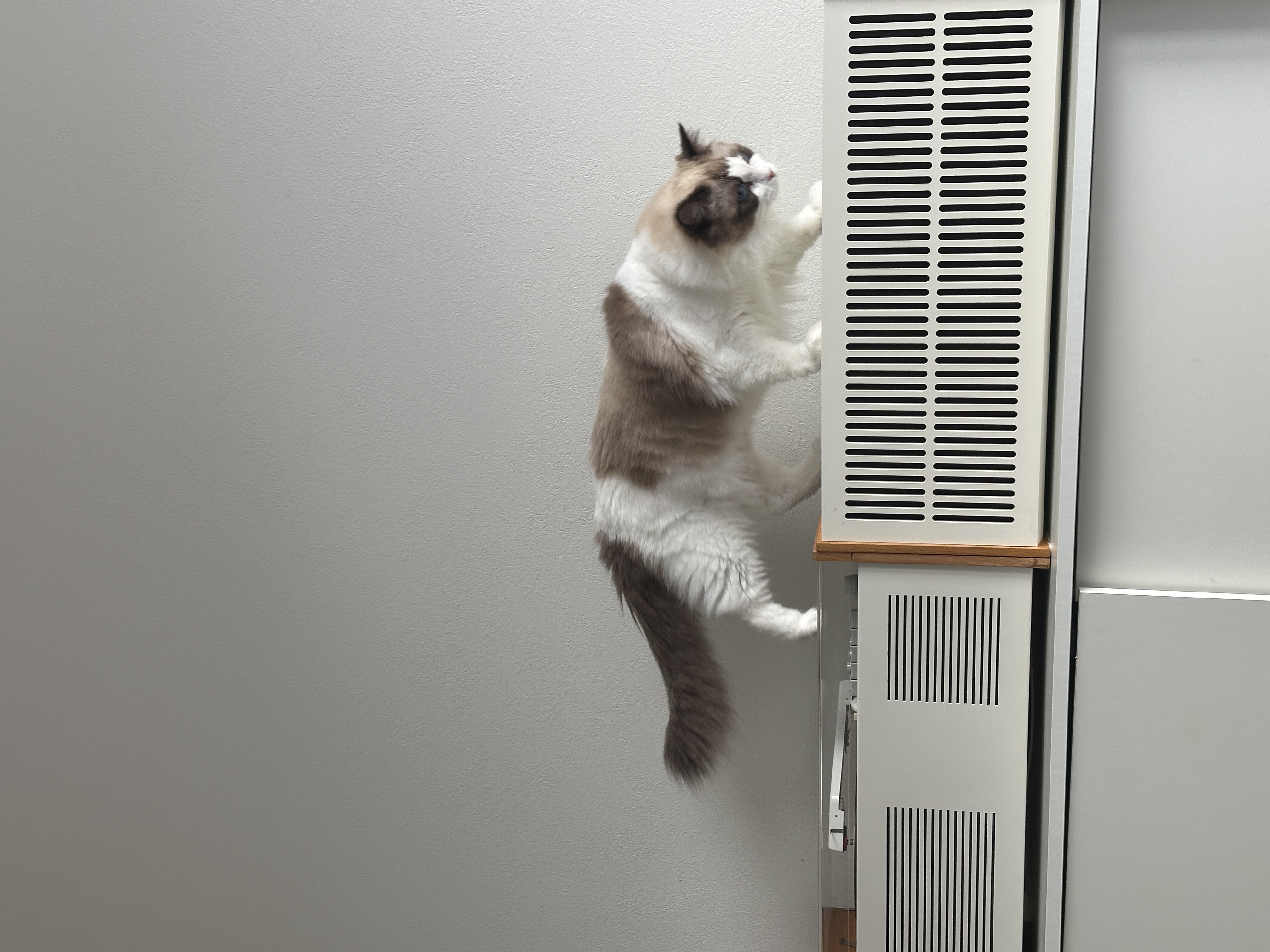 구 라푼젤 현 라라 1주일 입양기 feat. 현 샤샤 구 에리얼