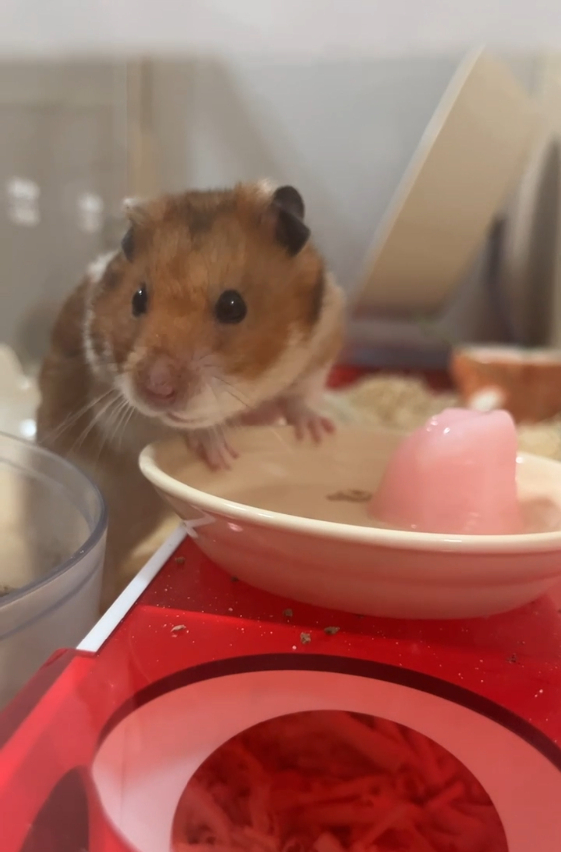 온햄이가 떠났어요