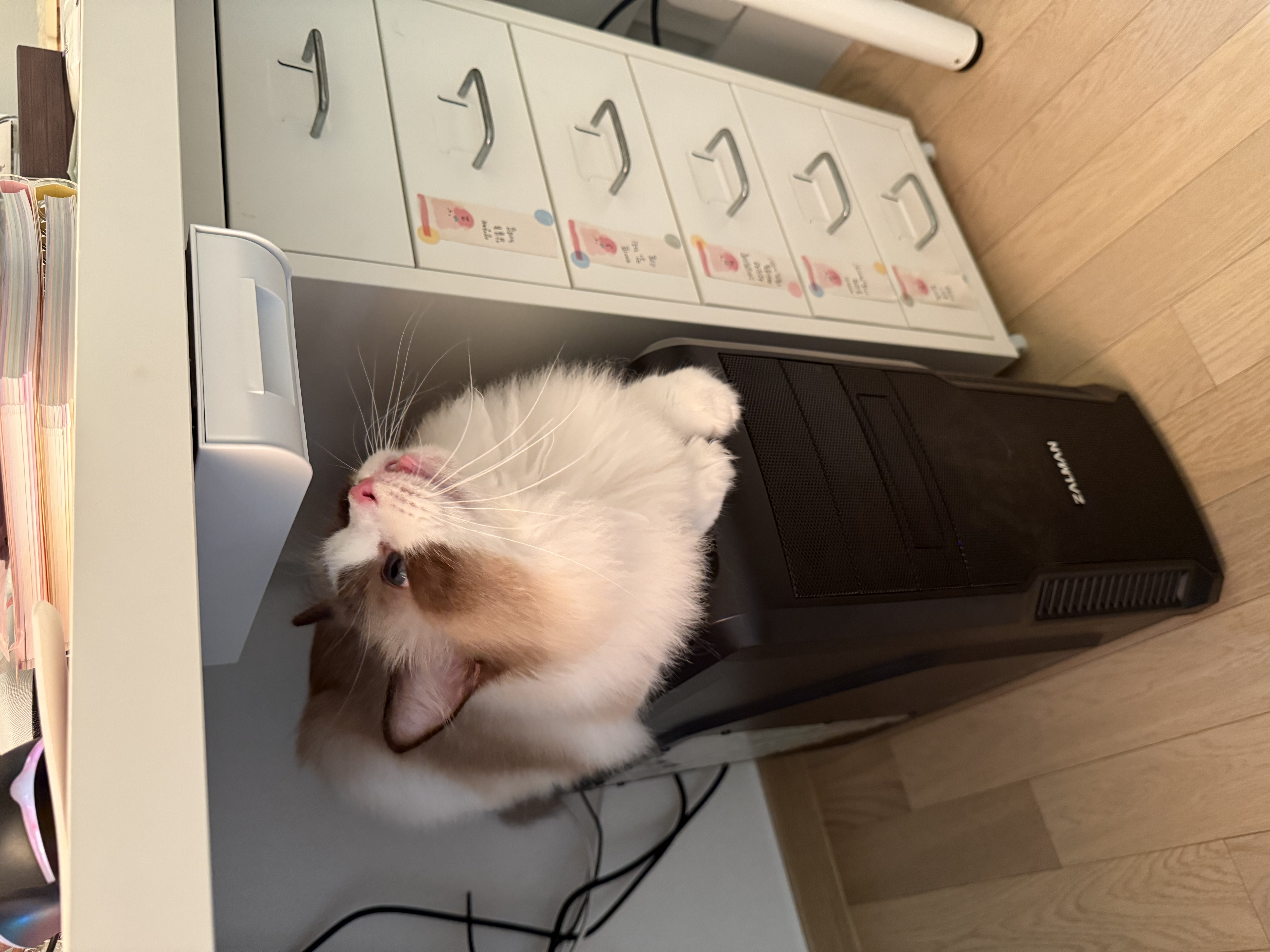 조금 늦은 모모(마찌) 입양 한달차 후기에요