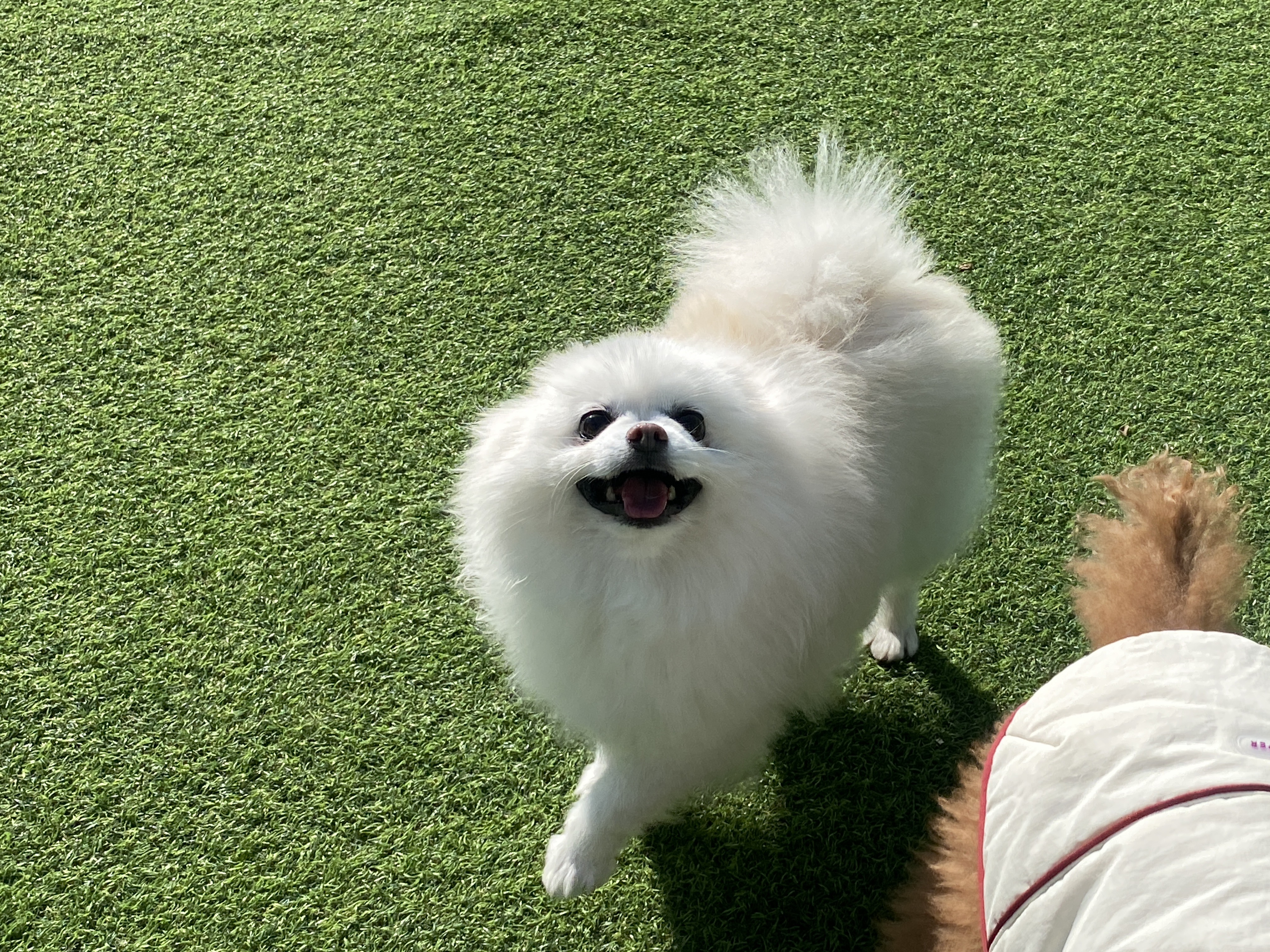 햇밤 - 세상 행복한 강아지