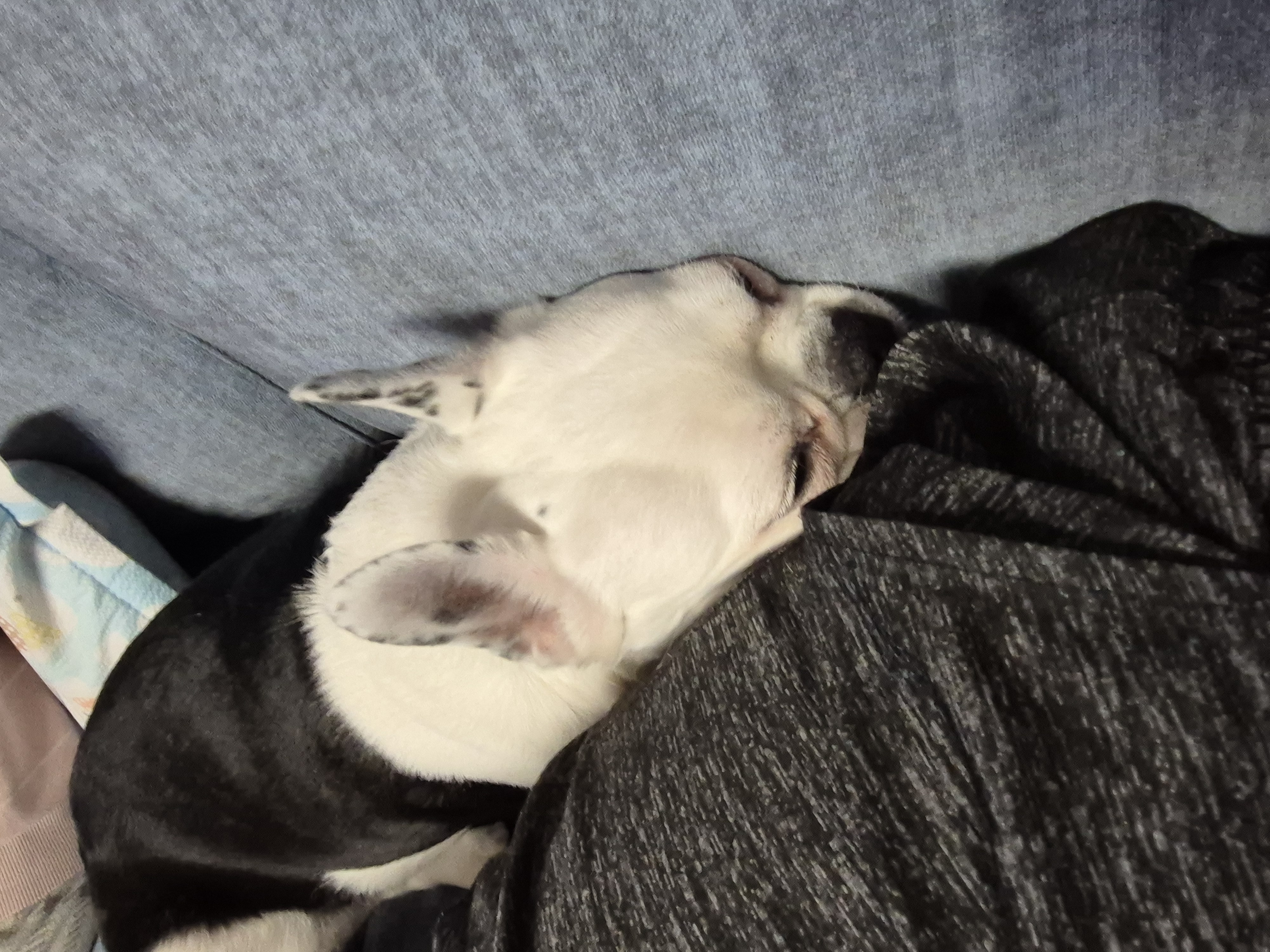 애둥이 근황^^ 오랜만이네요.