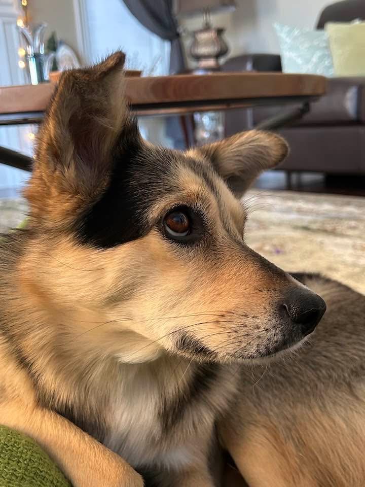 [해외입양] 캐나다 토론토에서 전해온 '마무와 해민이' 소식💌