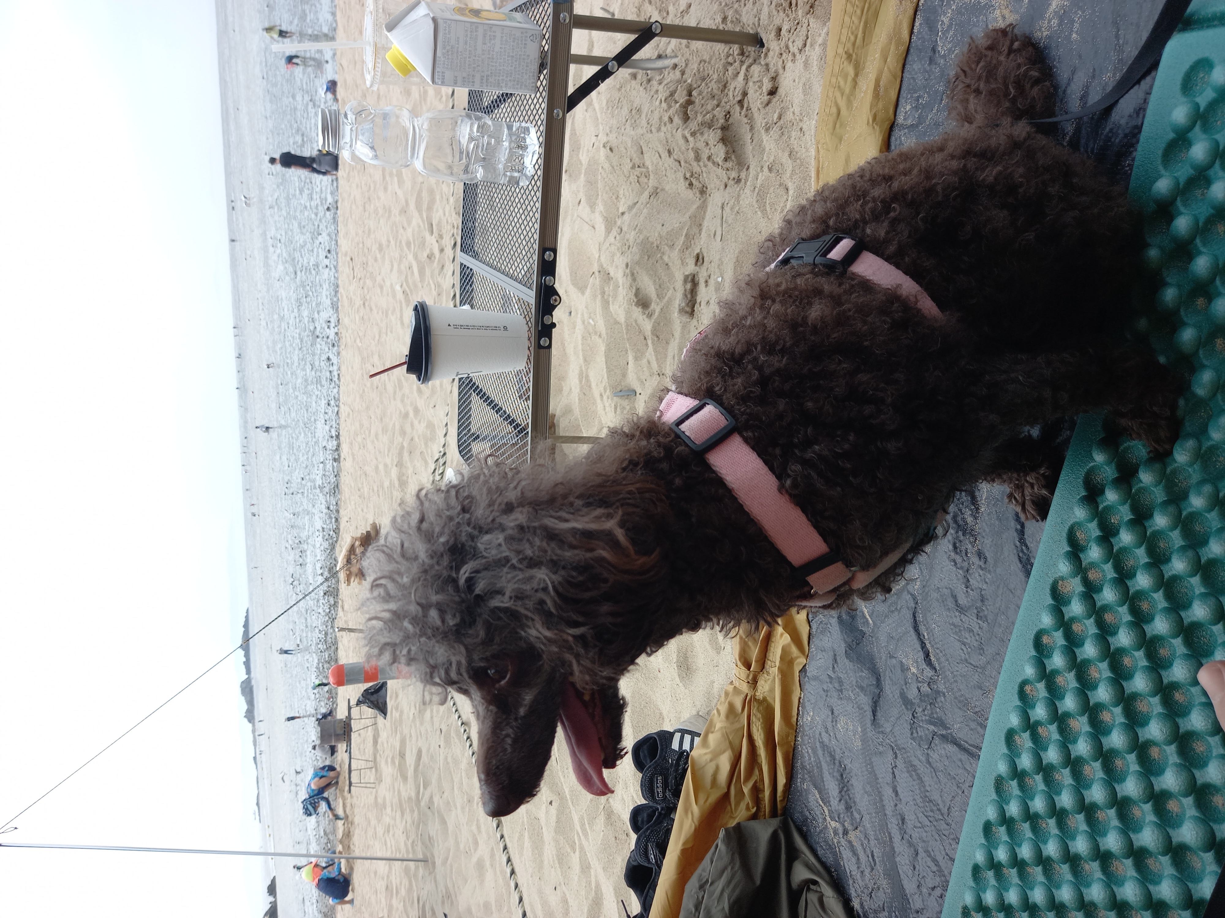 모카 후기(곤지암 깜냥이)