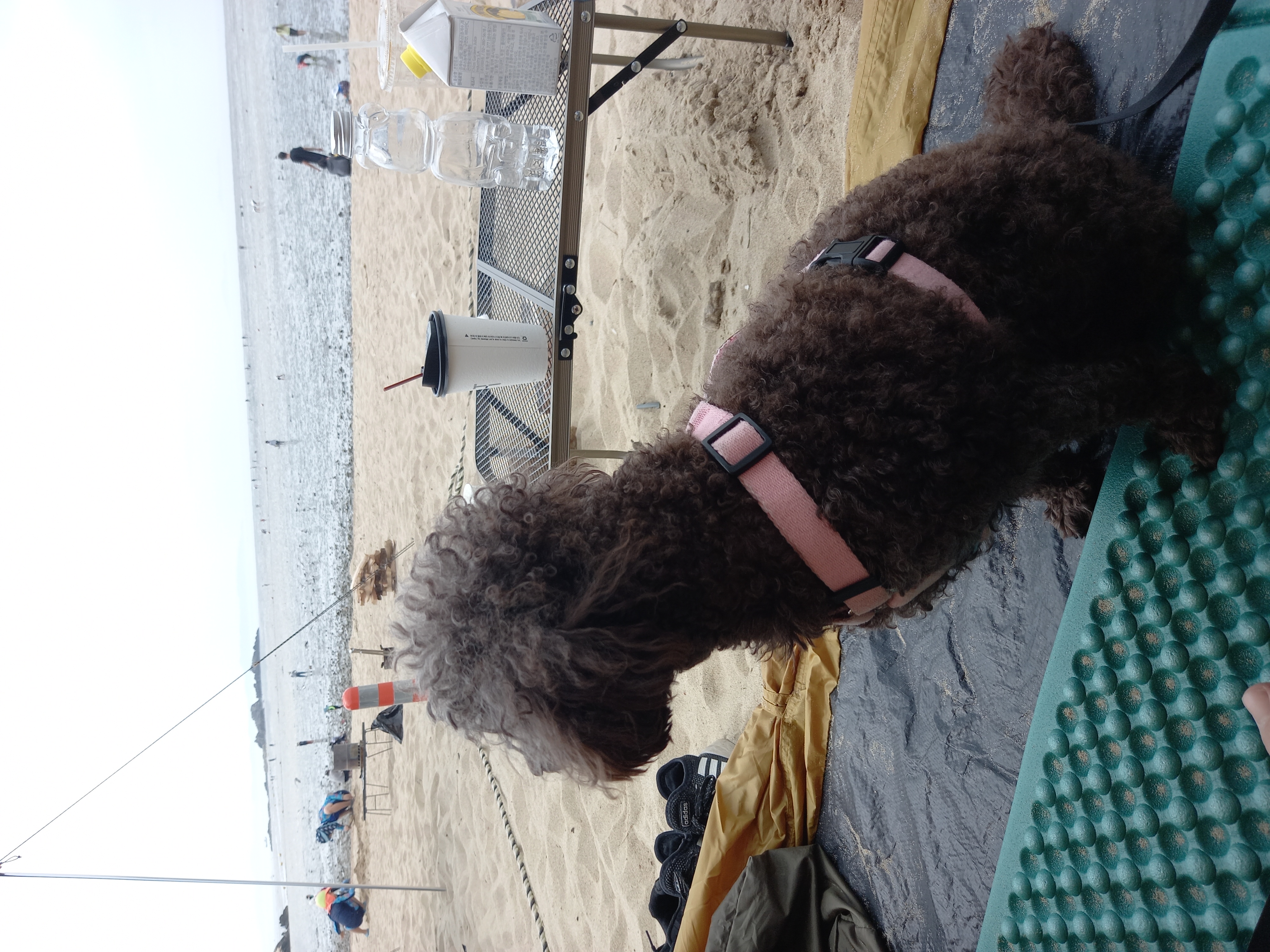 모카 후기(곤지암 깜냥이)