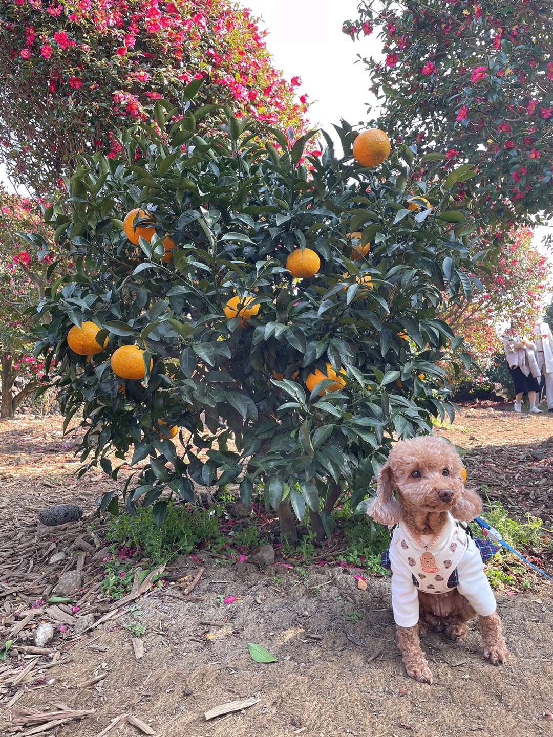 헤이즐 입양 1년 이야기 (곤지암 구조견)