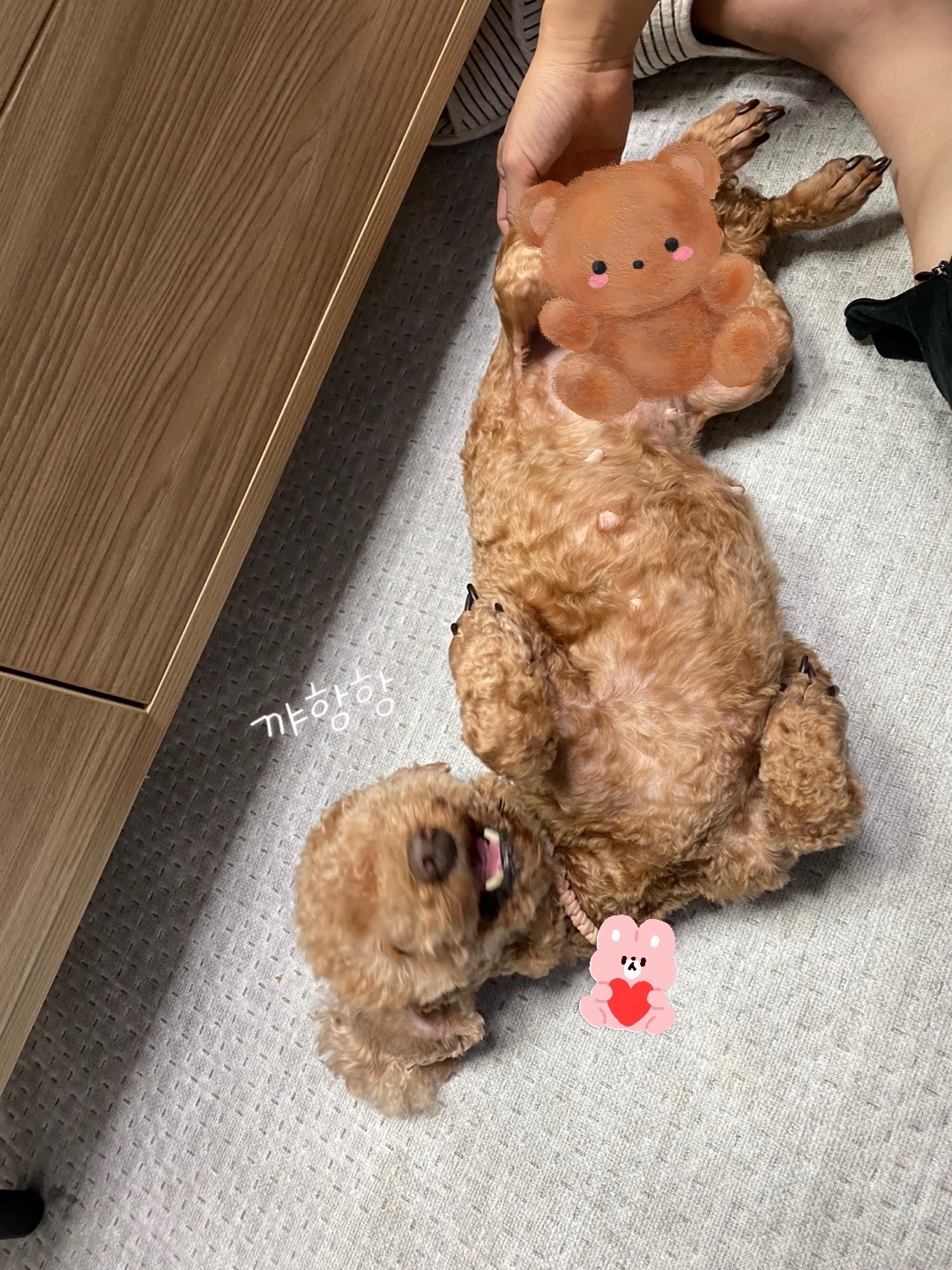 헤이즐 입양 1년 이야기 (곤지암 구조견)