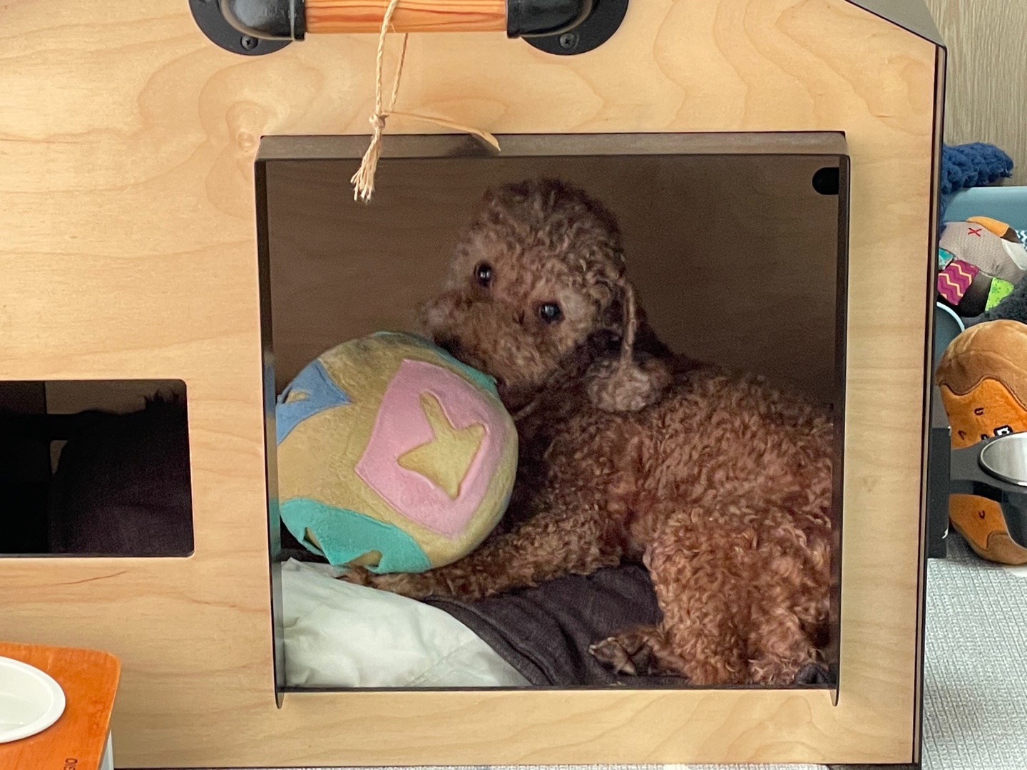 헤이즐 입양 1년 이야기 (곤지암 구조견)