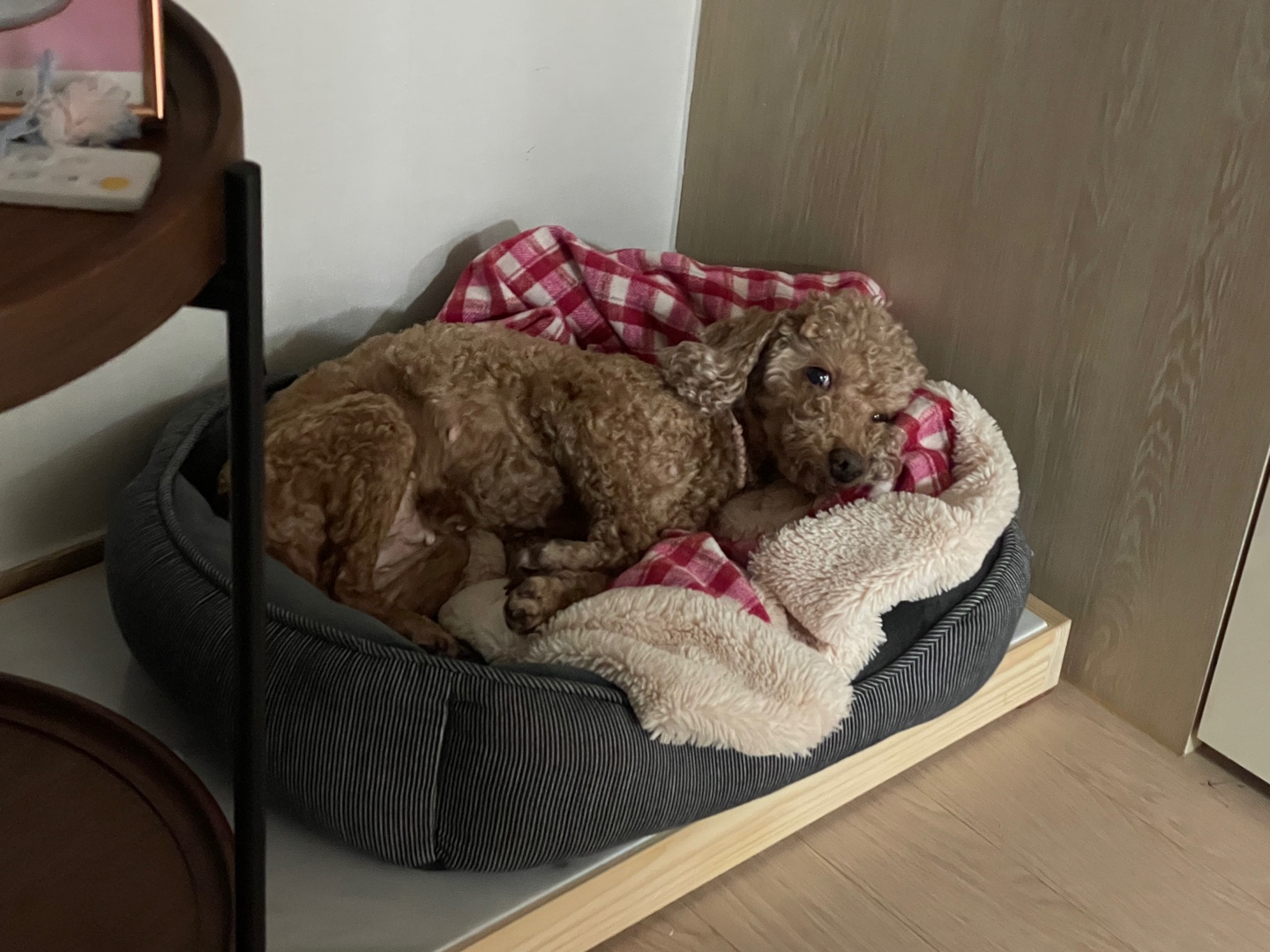 헤이즐 입양 1년 이야기 (곤지암 구조견)