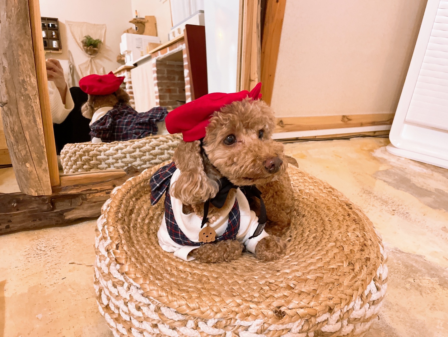 헤이즐 입양 1년 이야기 (곤지암 구조견)