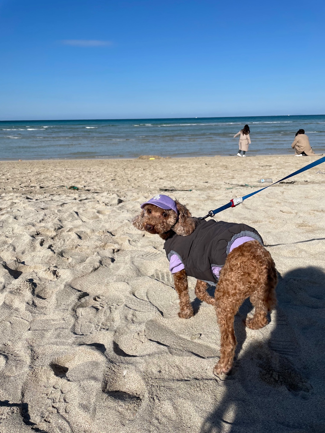 헤이즐 입양 1년 이야기 (곤지암 구조견)