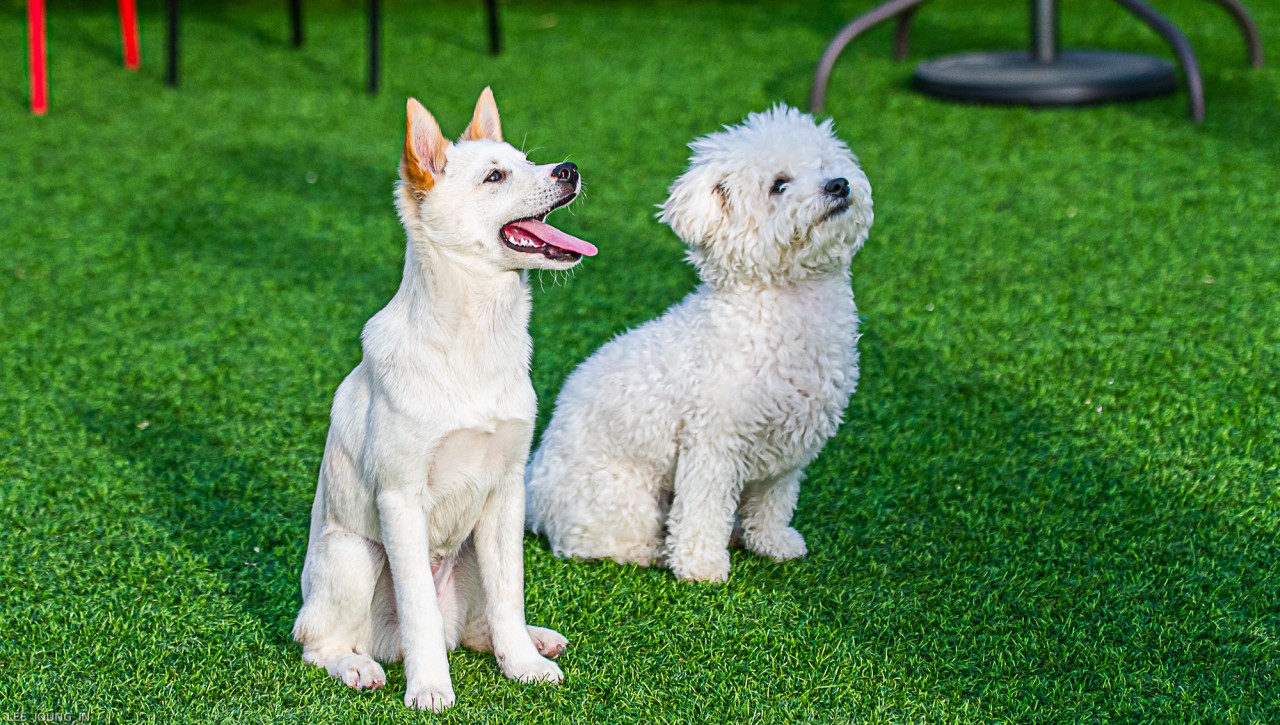 ‘보리’가 온지 3주째를 접어들며..