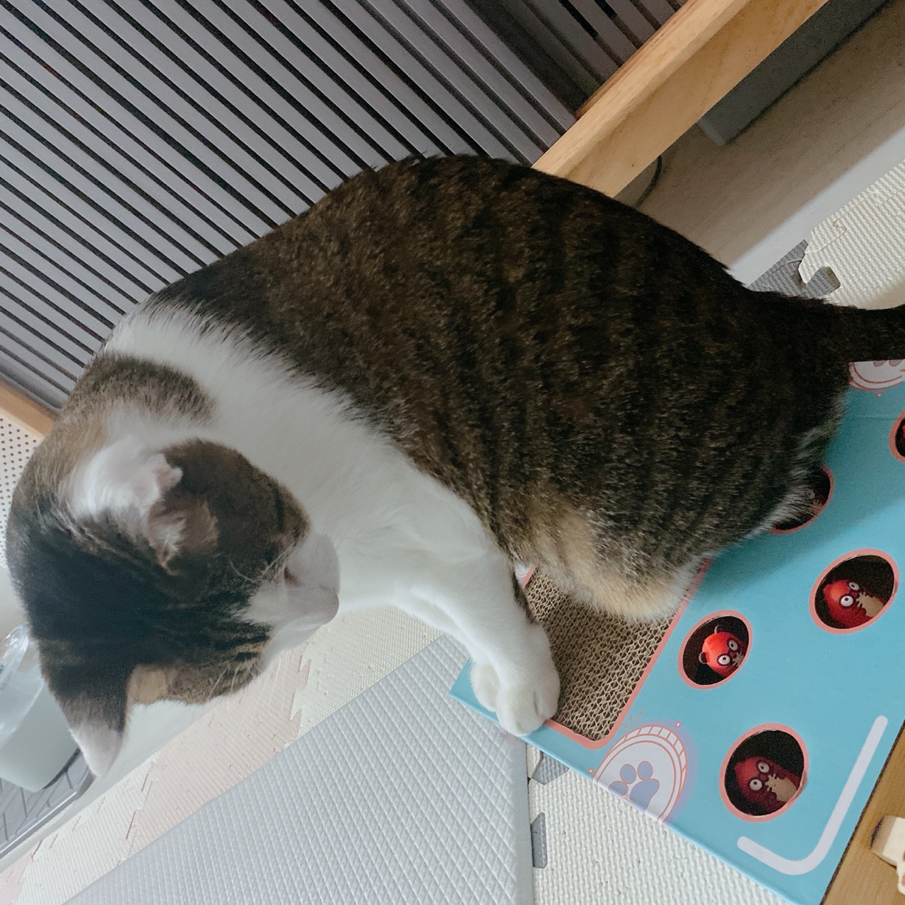 아띠와 1년이 !!!!엄청 빨리 지나갔어요~!!!