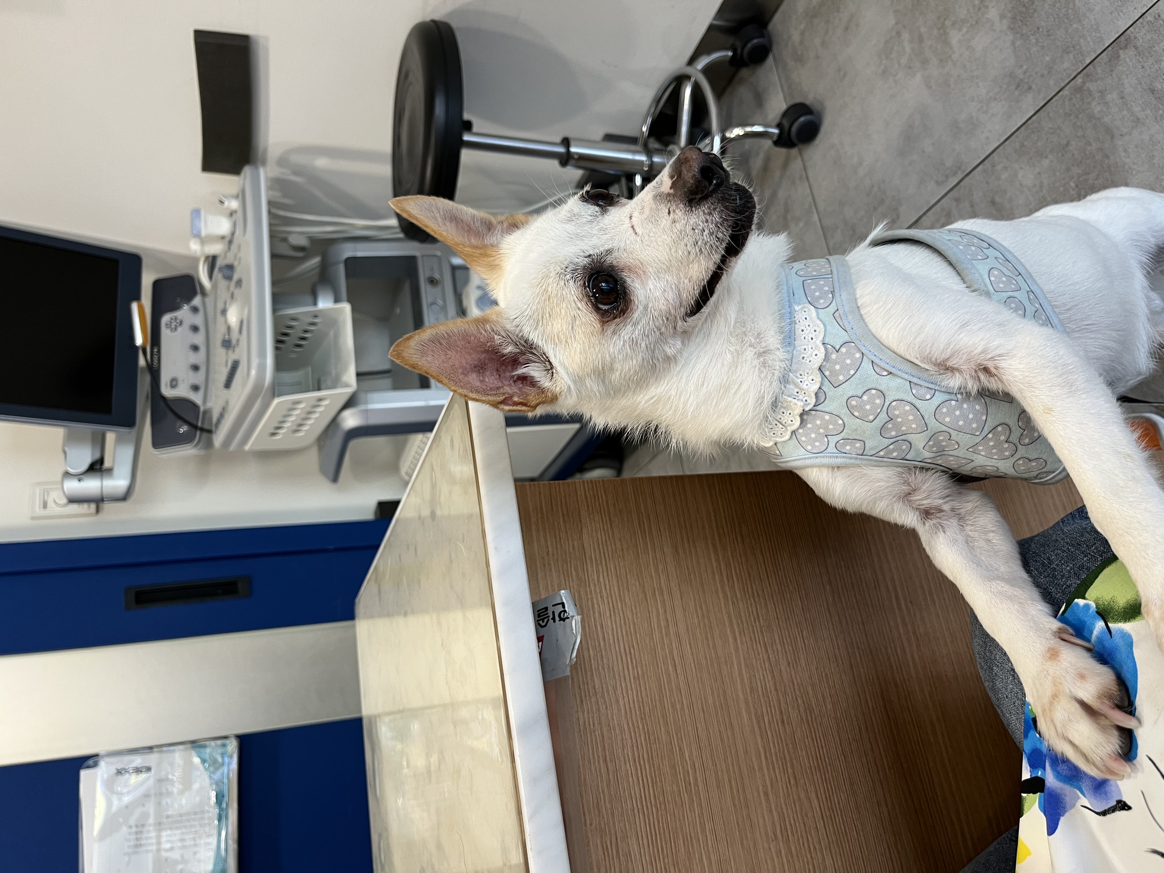 울동이 임보 벌써 한달~