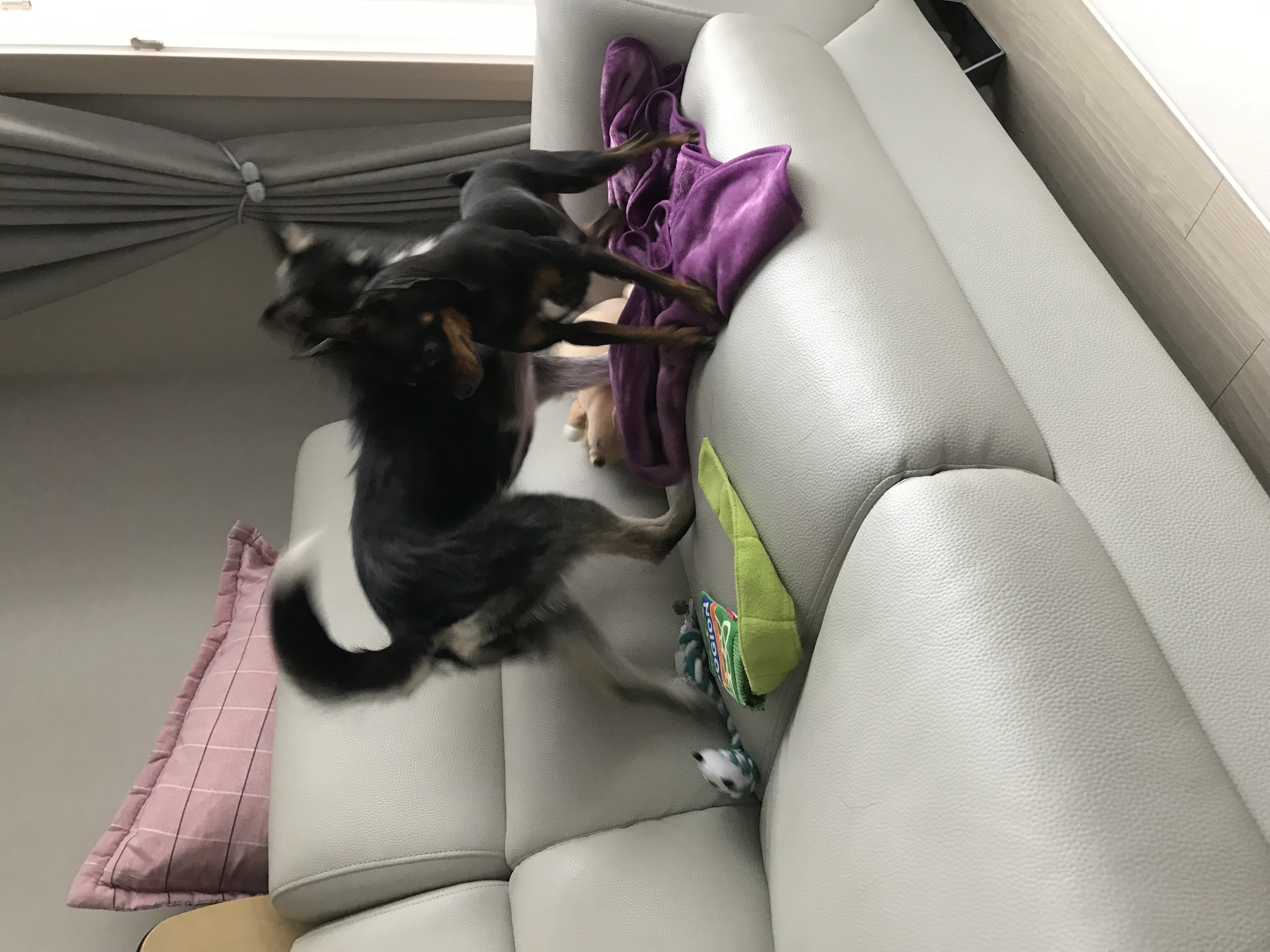 두송이 소식 전합니다!