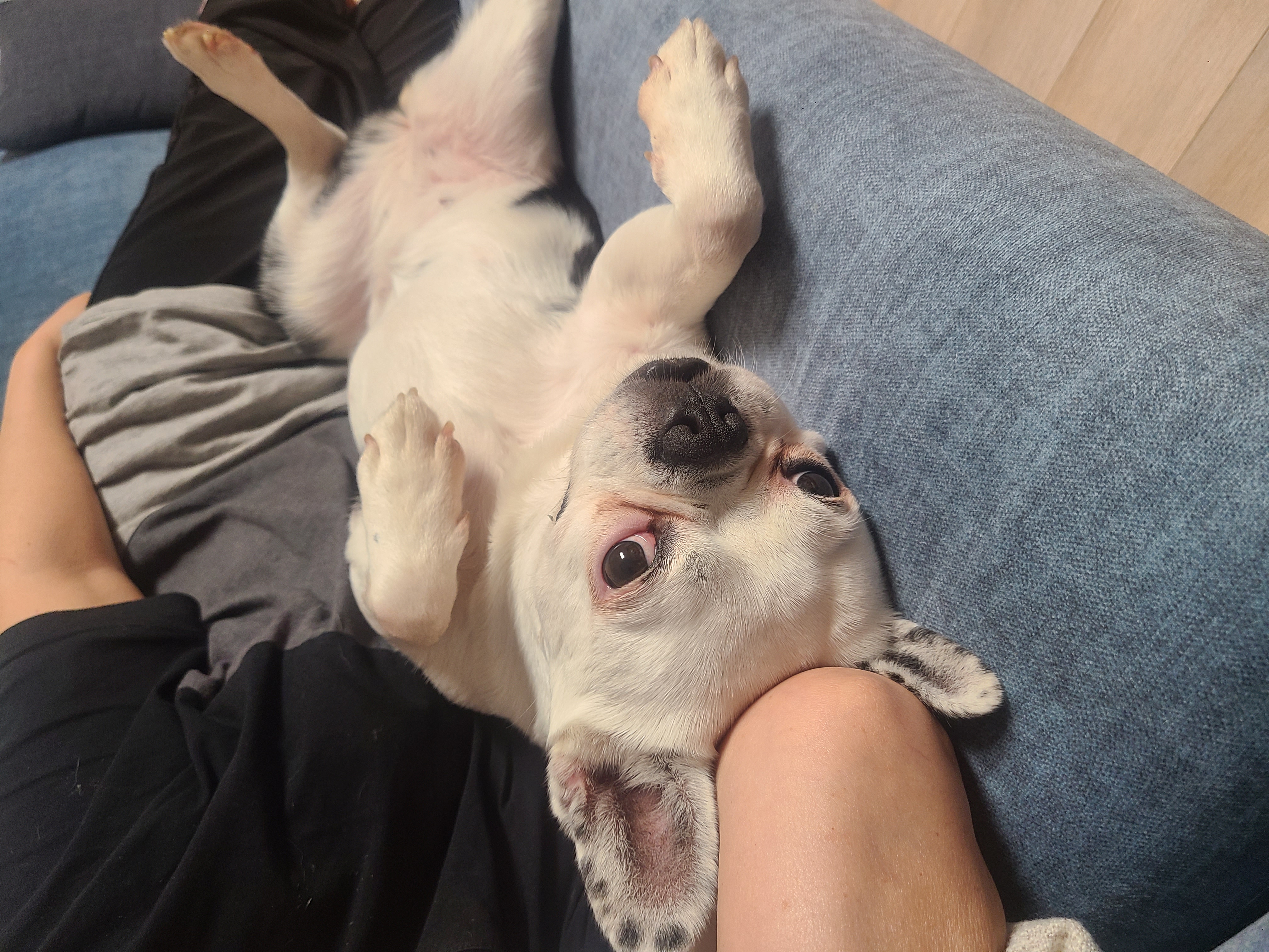 애둥이 온지 3개월^^