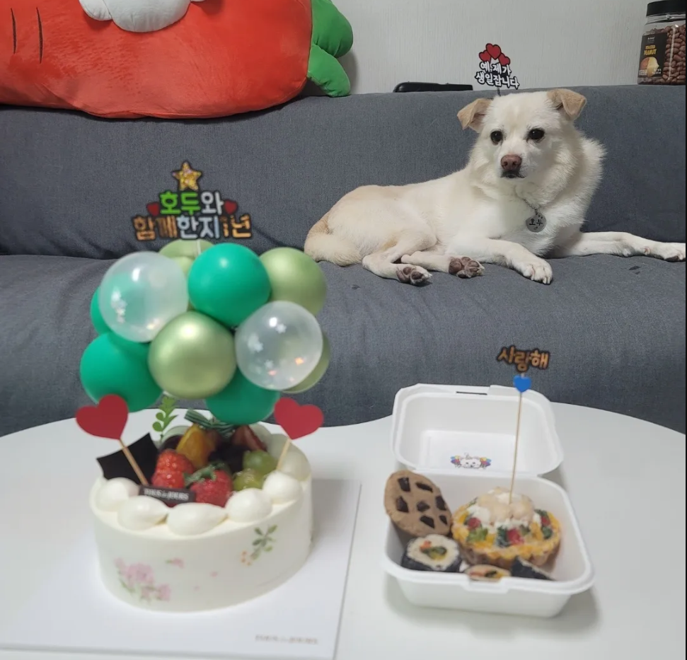 호두(데이지)입양 1년일기