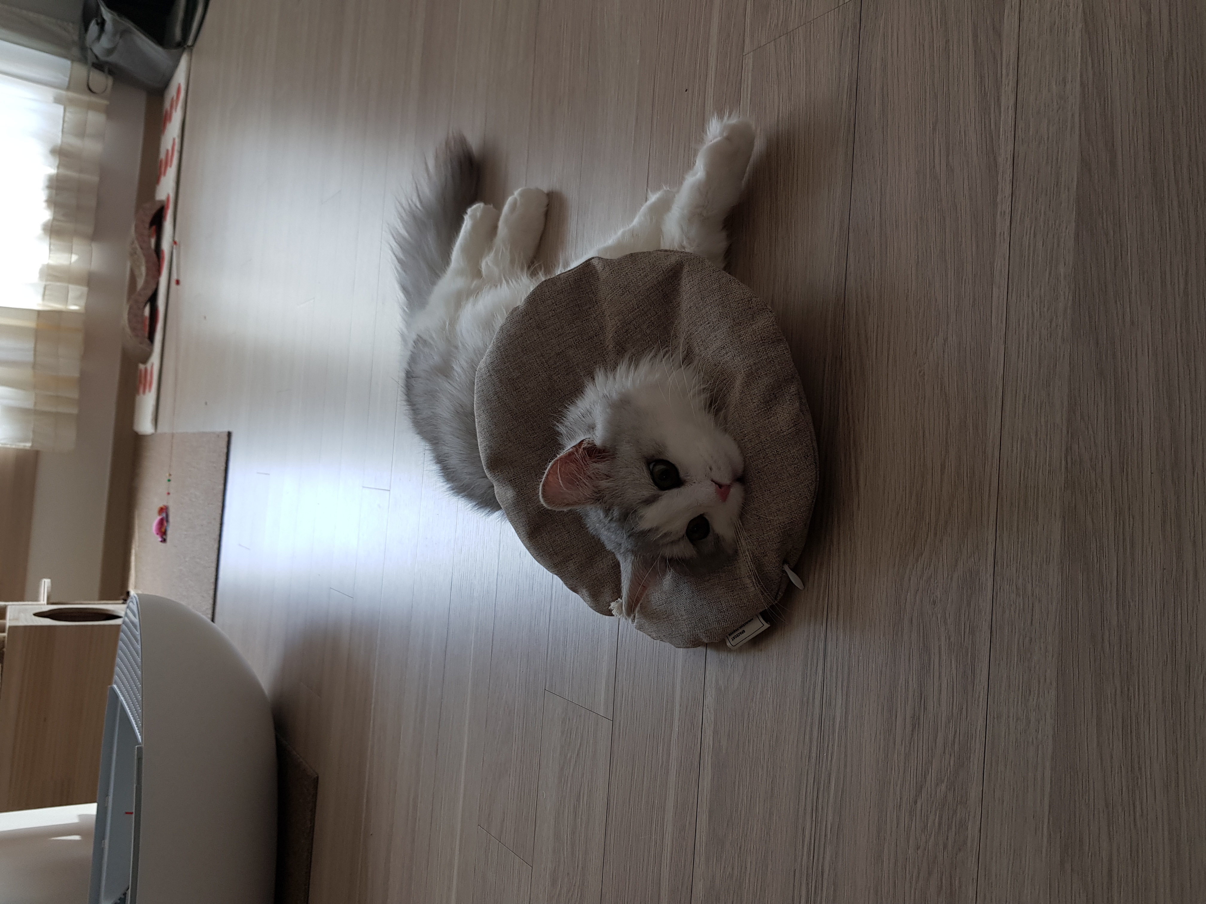 후추 슈가 3개월 후기