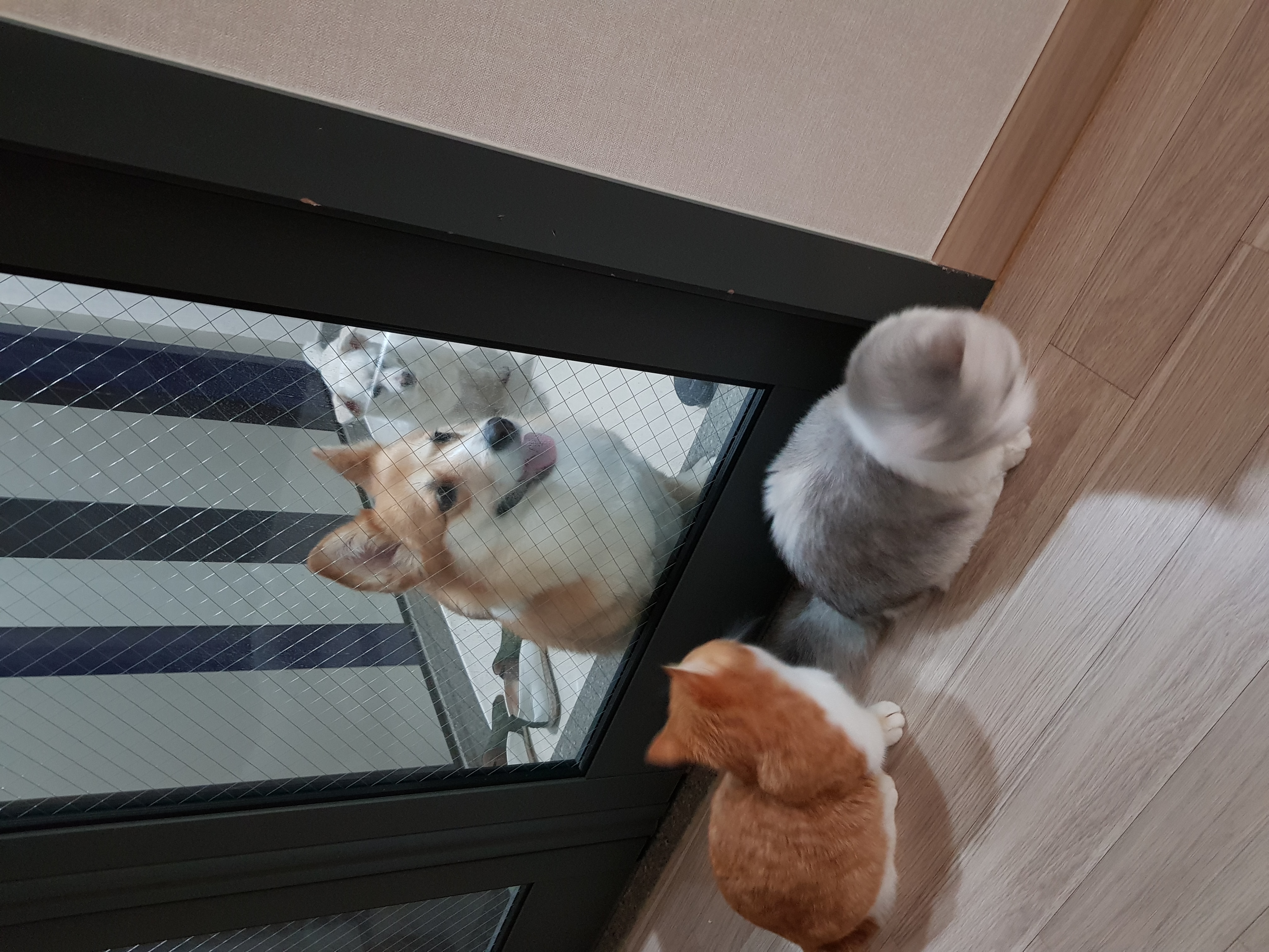 후추 슈가 3개월 후기