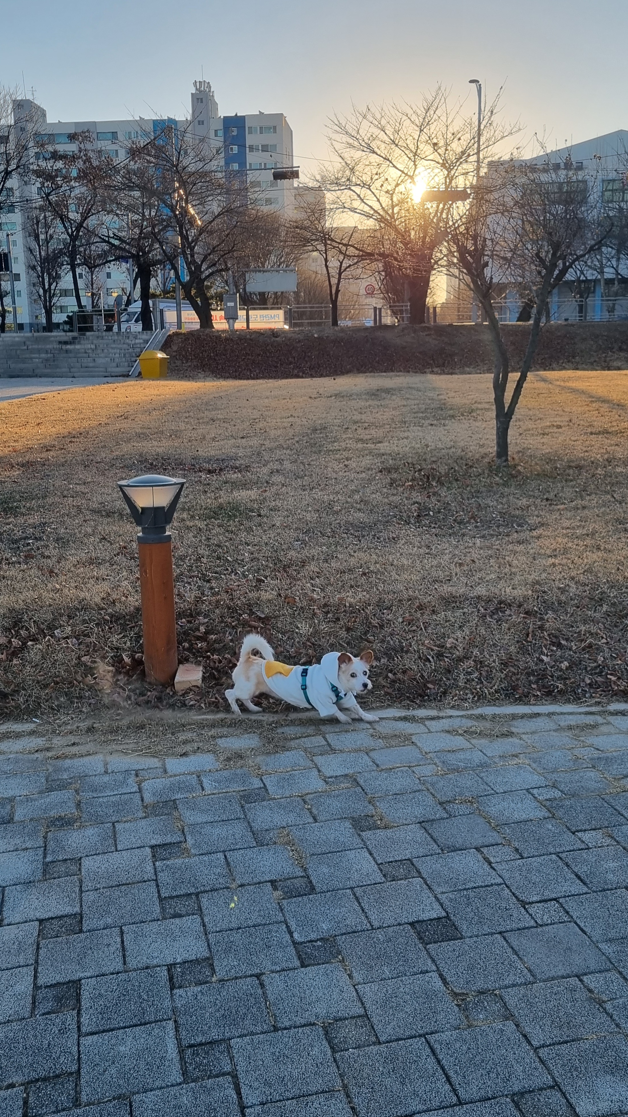 정말 오랜만에 도비(랑이) 근황