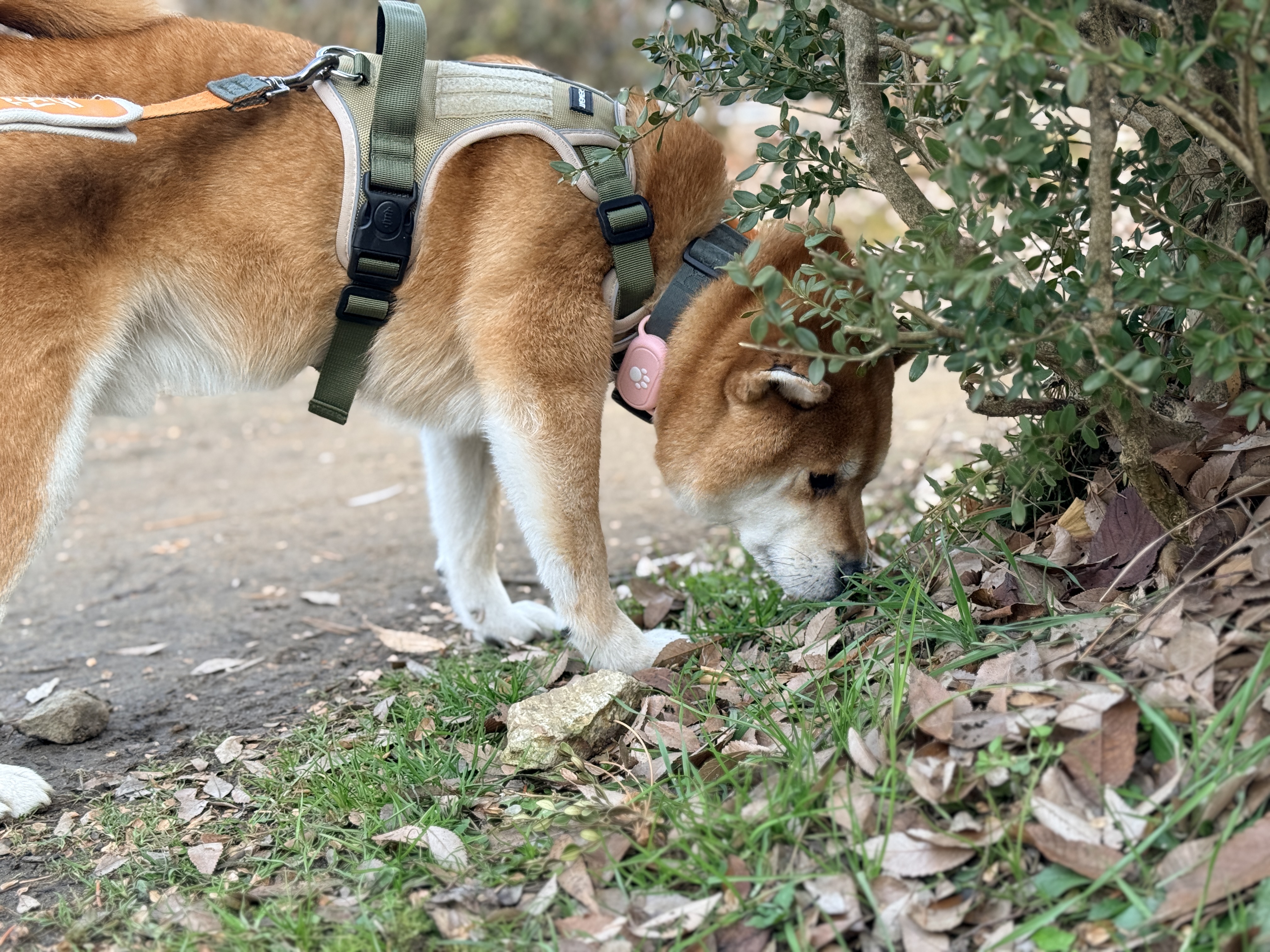 동배(쫑쫑이)와 어느덧 5개월을 함께 했습니다!