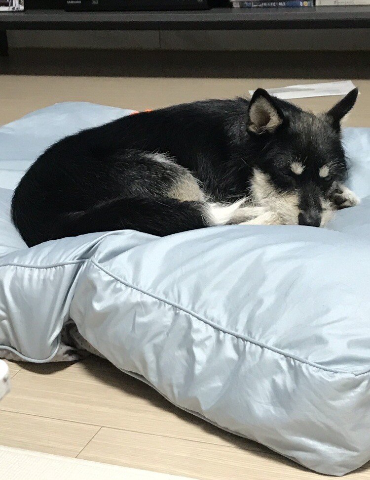 두송이와 함께 한달!