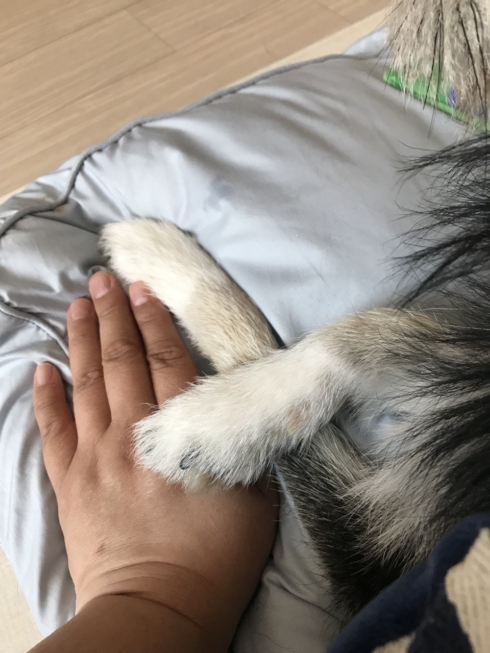 두송이와 함께 한달!