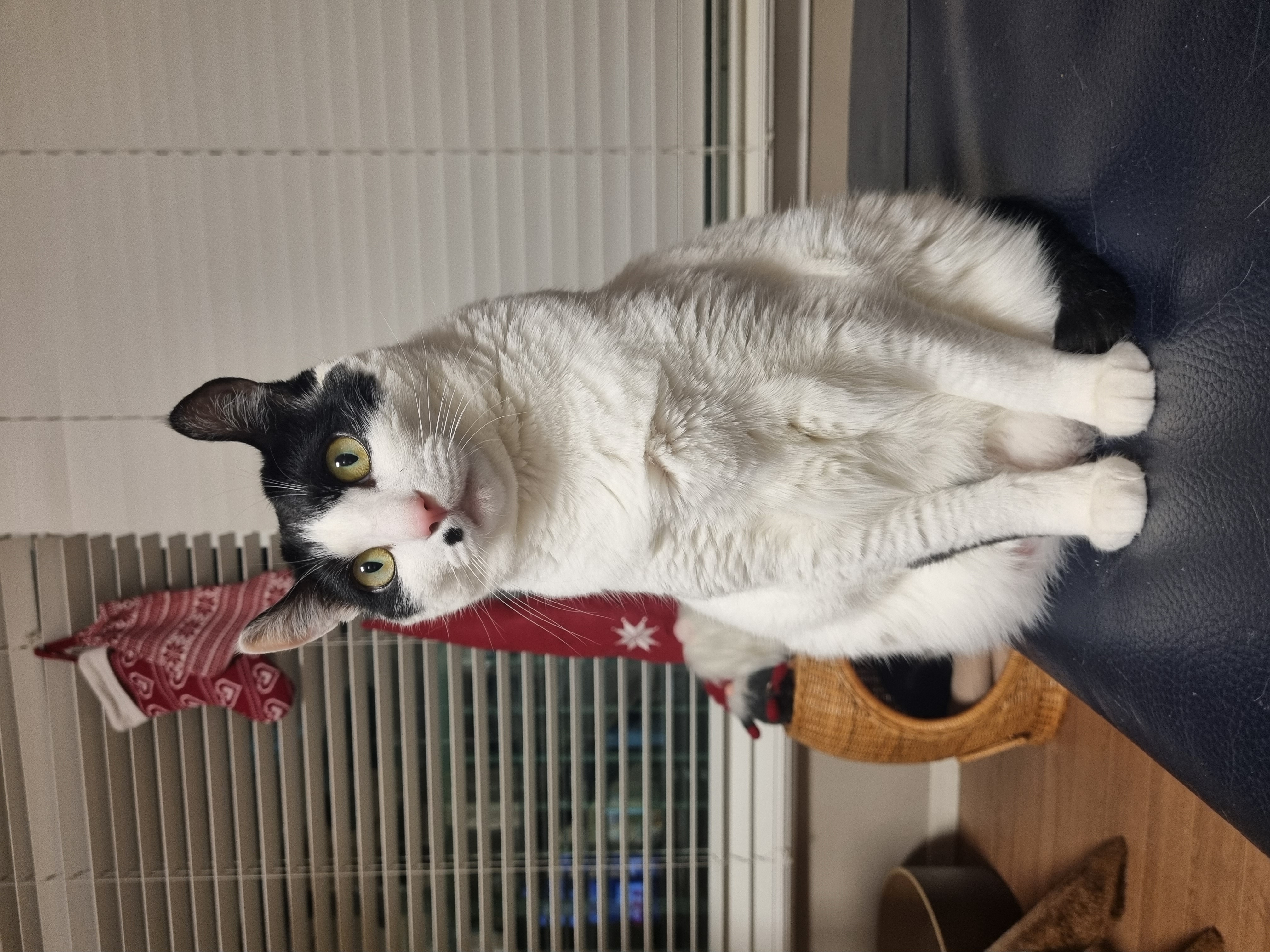 체리(오로라)와 코코(피터팬) 입양 3주년 후기입니다~