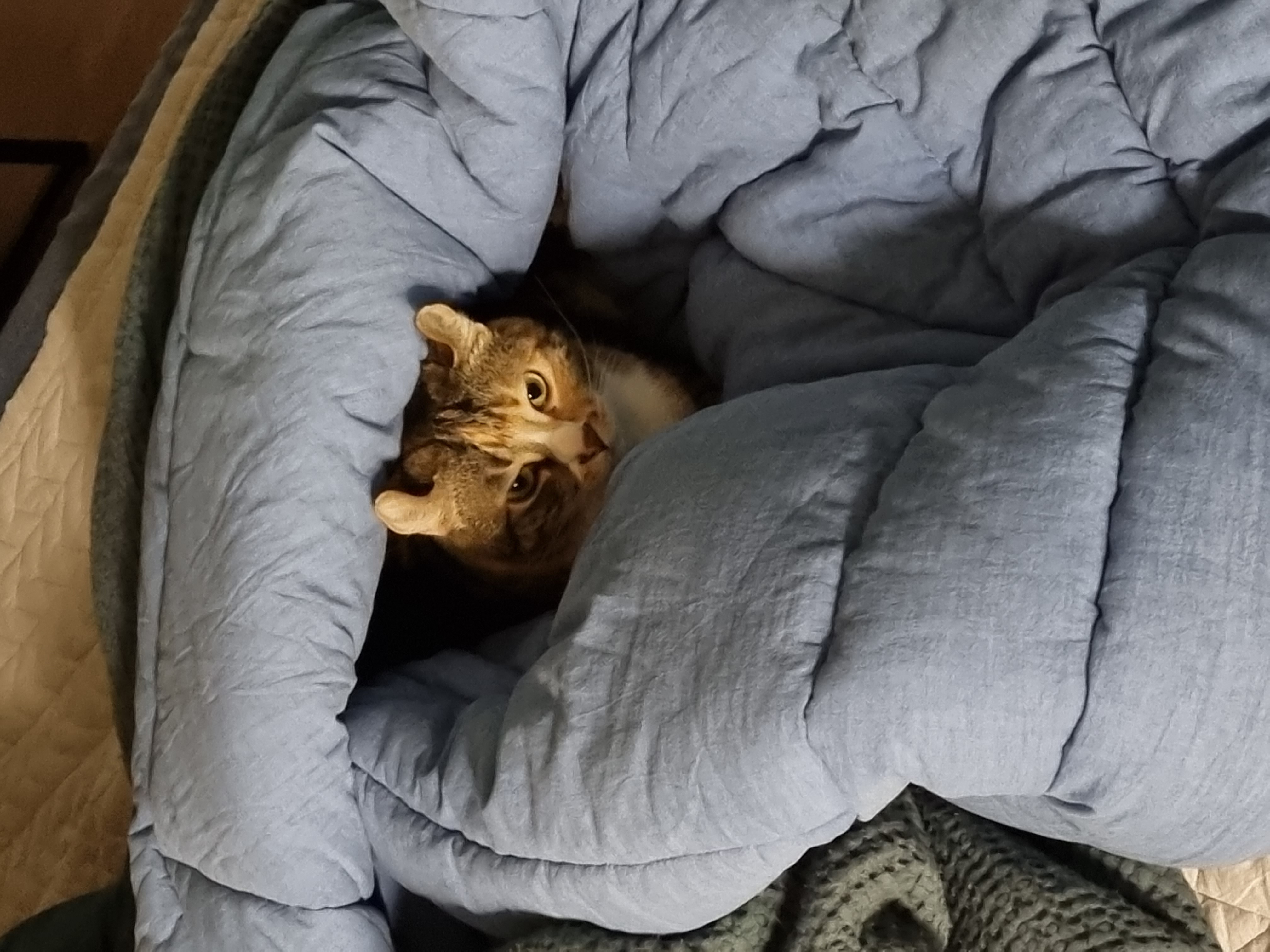 체리(오로라)와 코코(피터팬) 입양 3주년 후기입니다~