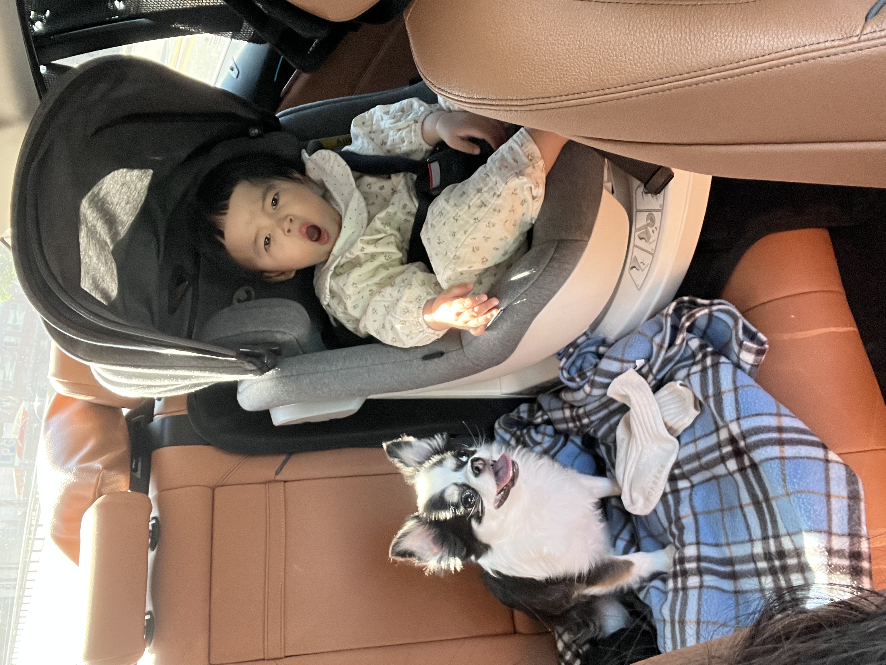 봄(평택치와와 태태) 입양 3주년 후기