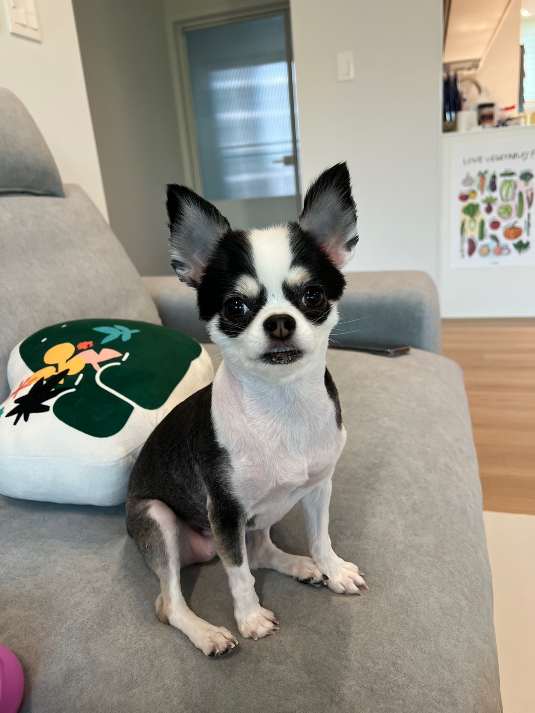 봄(평택치와와 태태) 입양 3주년 후기