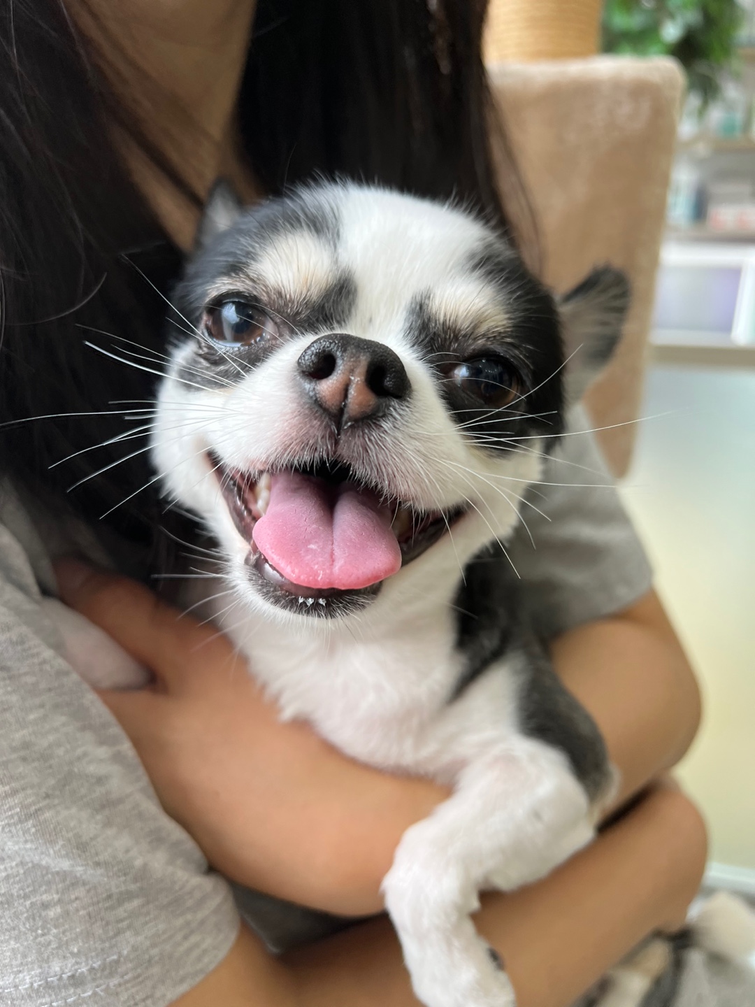 봄(평택치와와 태태) 입양 3주년 후기