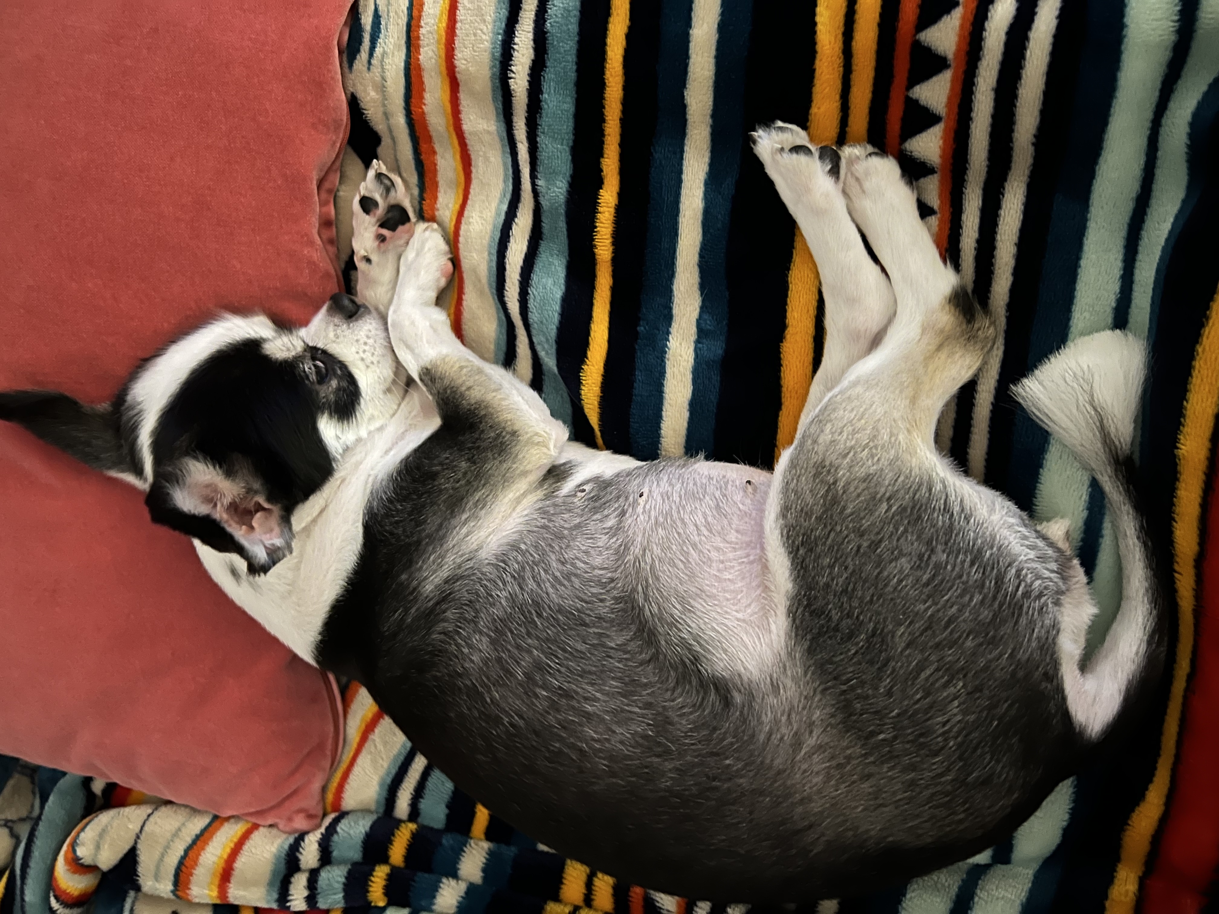 봄(평택치와와 태태) 입양 3주년 후기