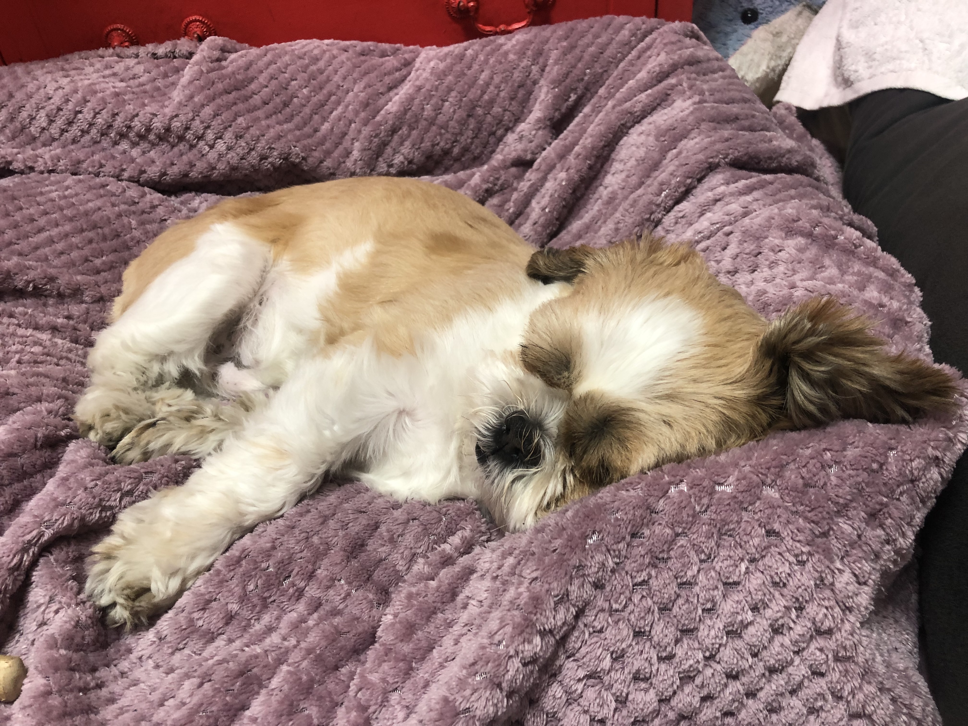 천진이와 112일째