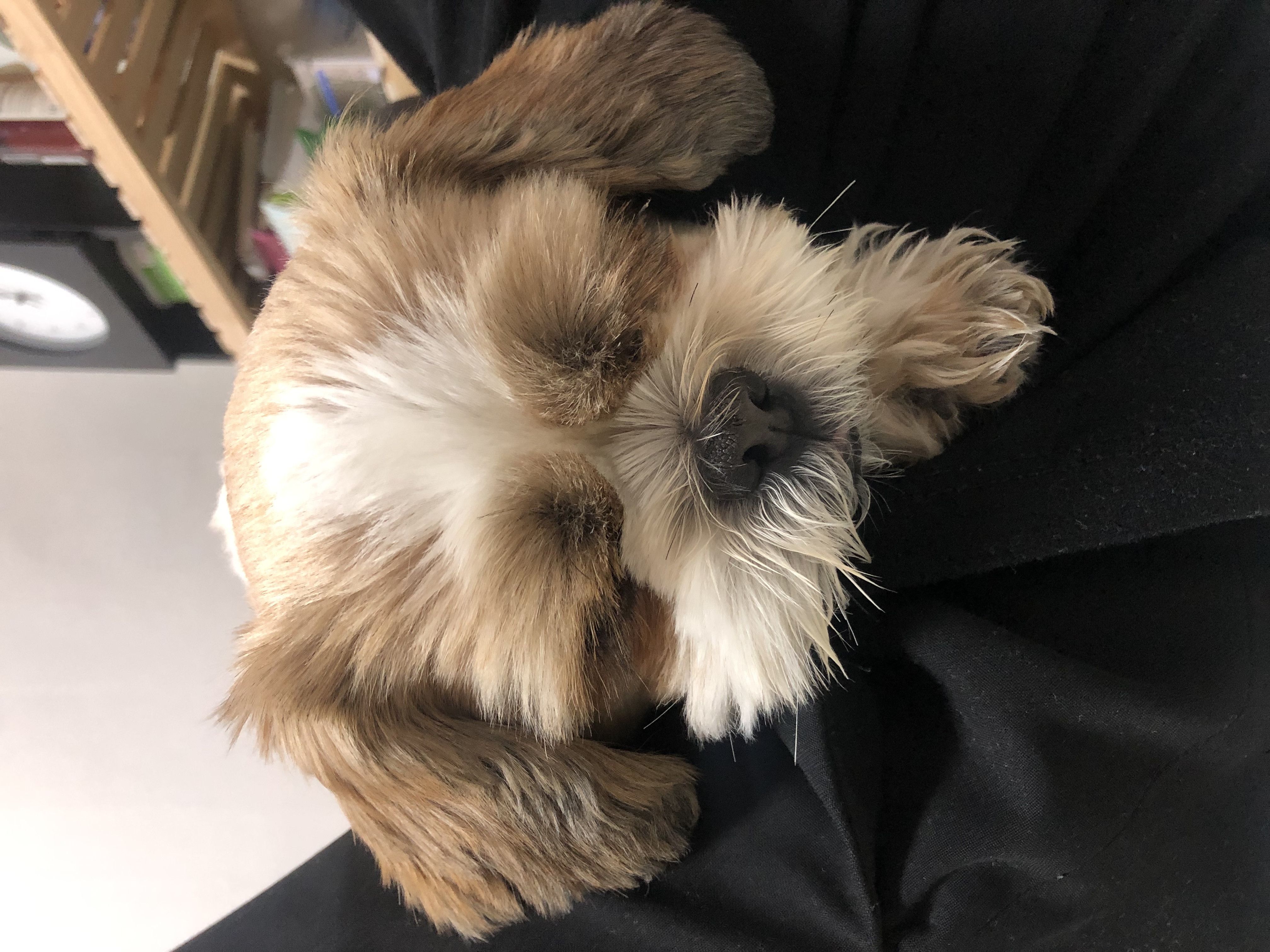 천진이와 112일째