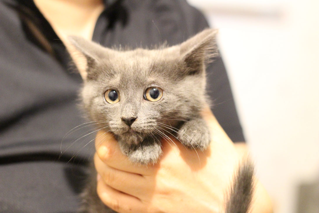 유키(이쁜이) 근황입니다 