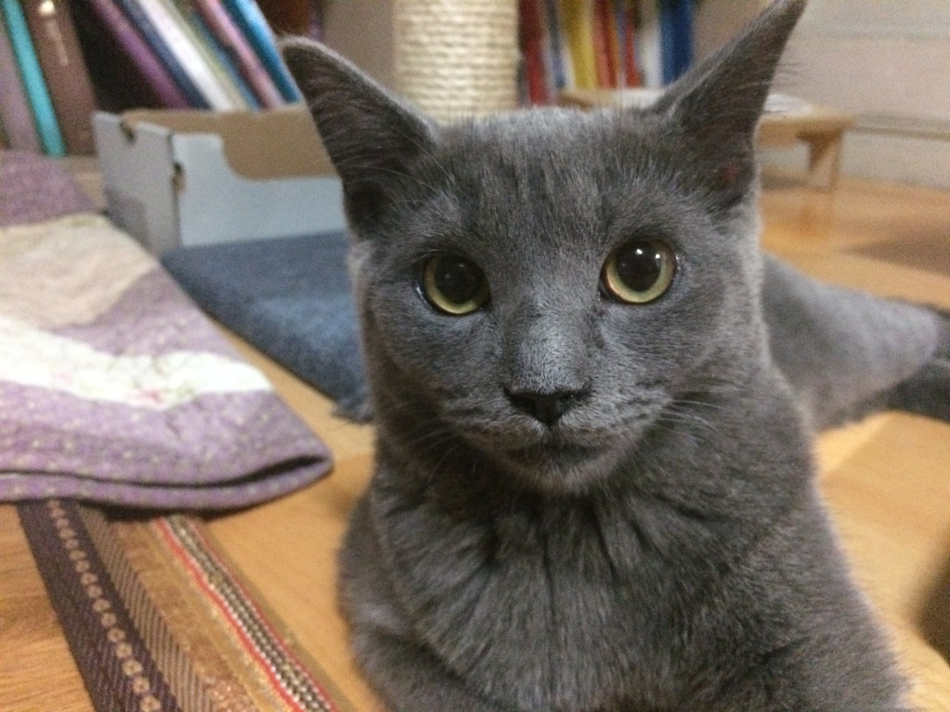 유키(이쁜이) 근황입니다 