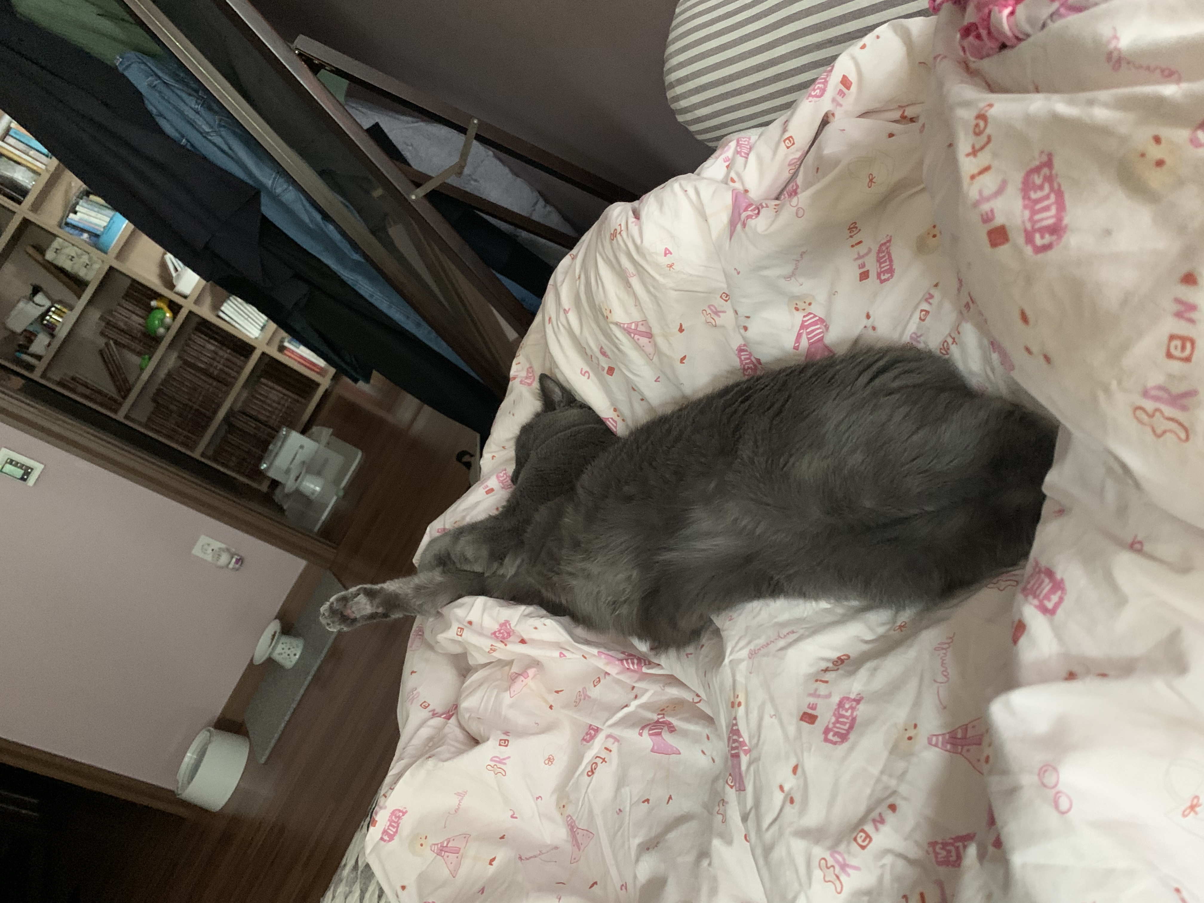 유키(이쁜이) 근황입니다 