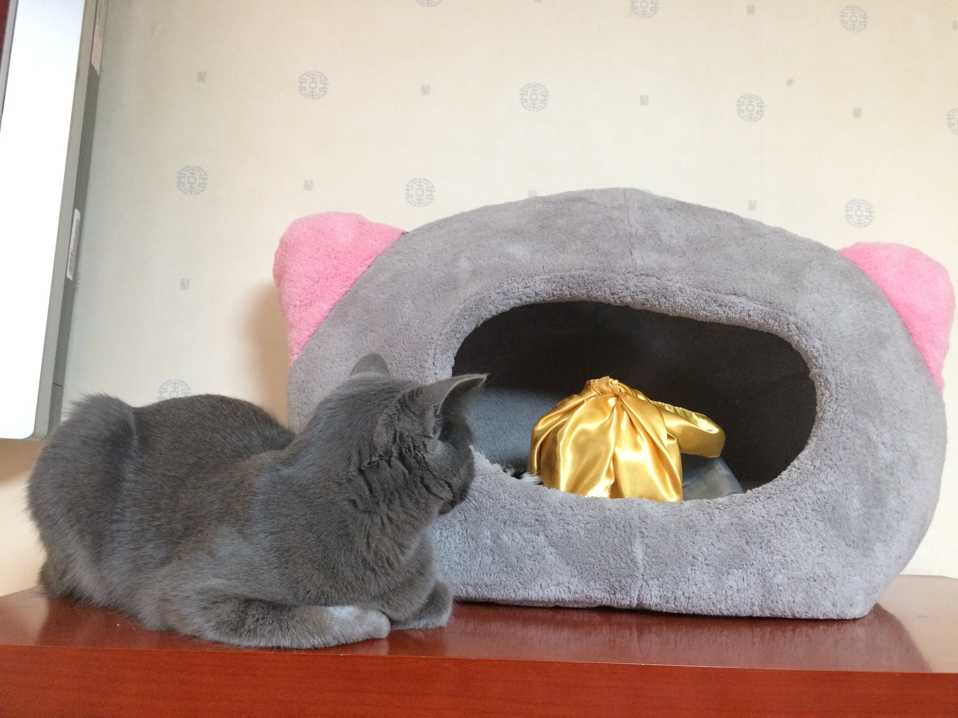 유키(이쁜이) 근황입니다 