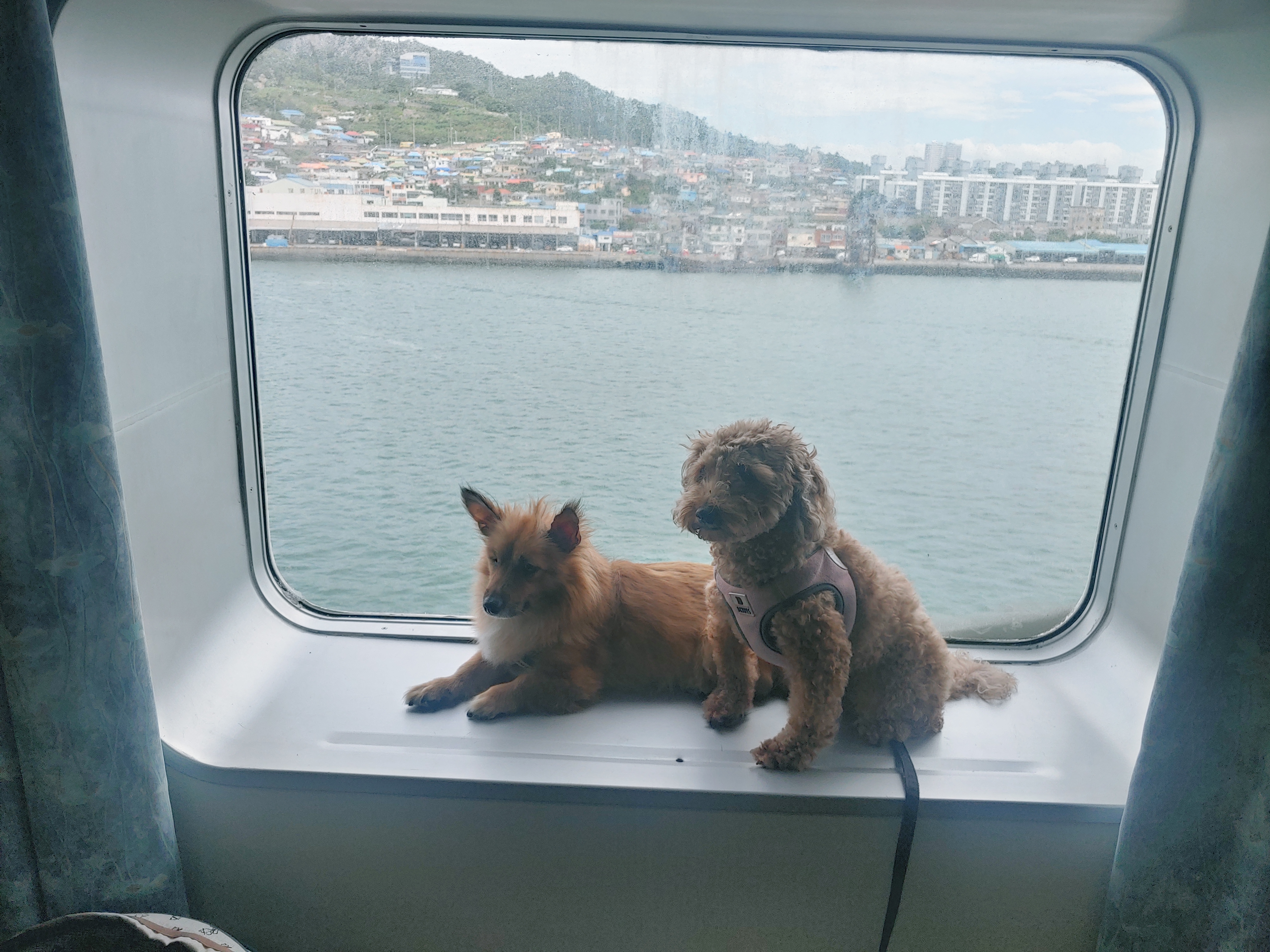 쫑이 입양5주년 후기