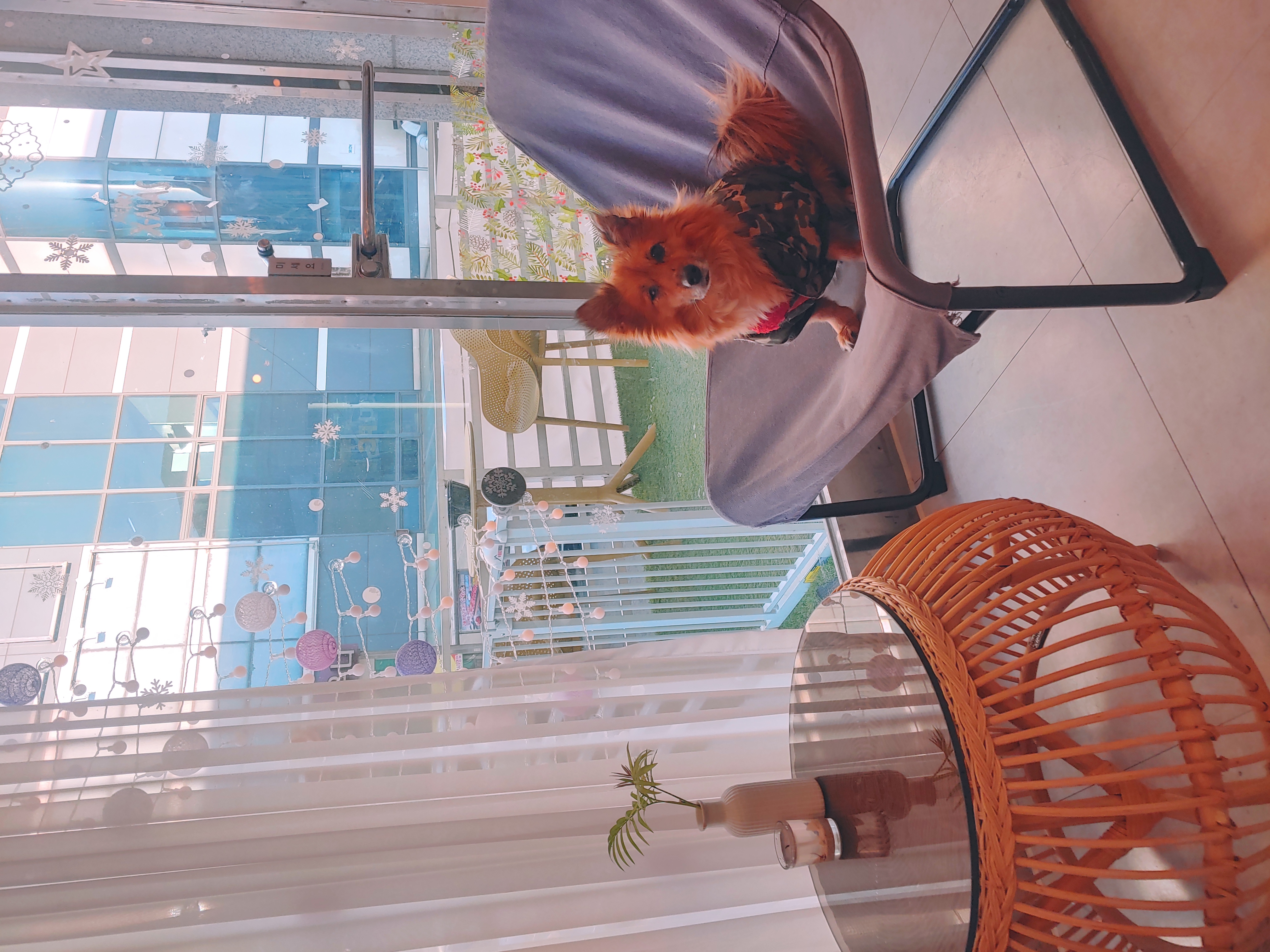 쫑이 입양5주년 후기