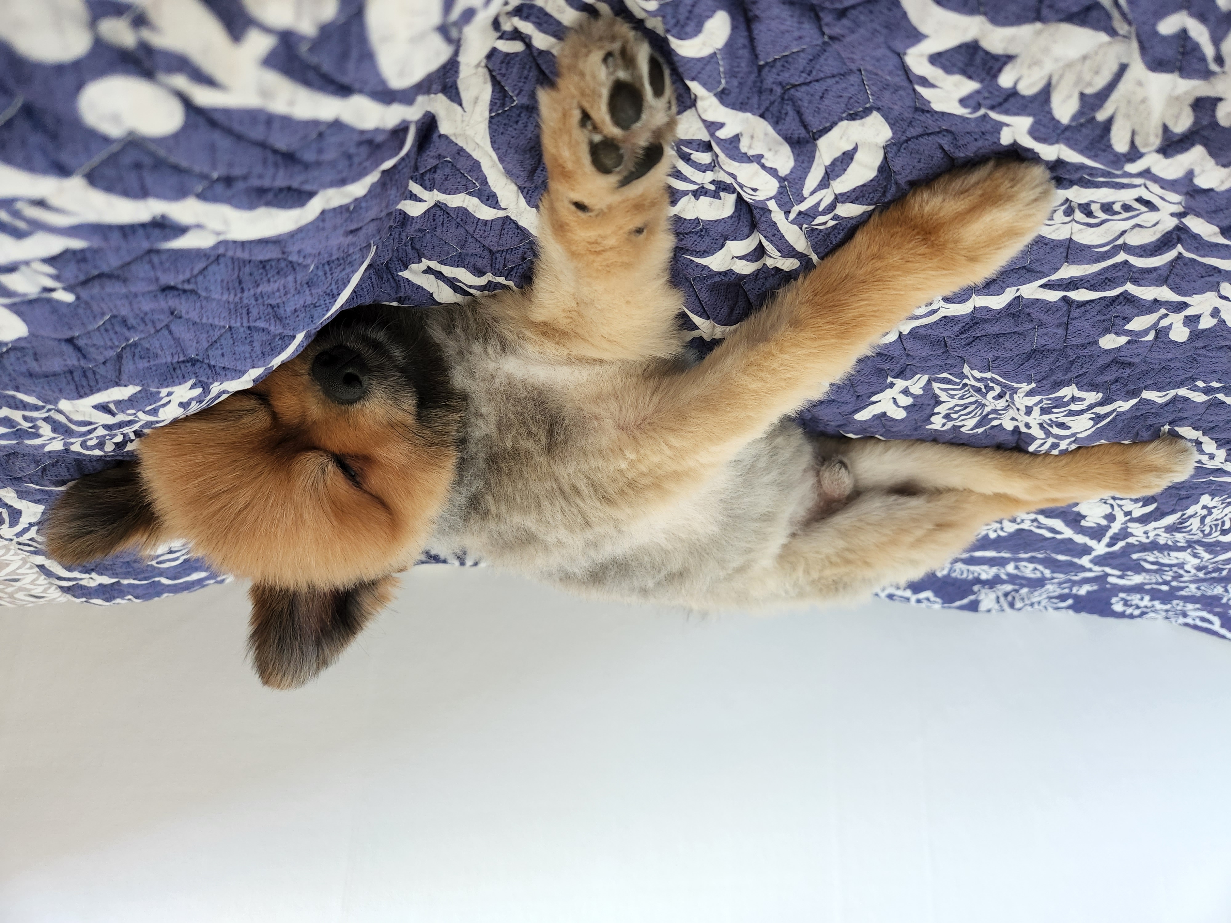 라쿤이 입양 1년