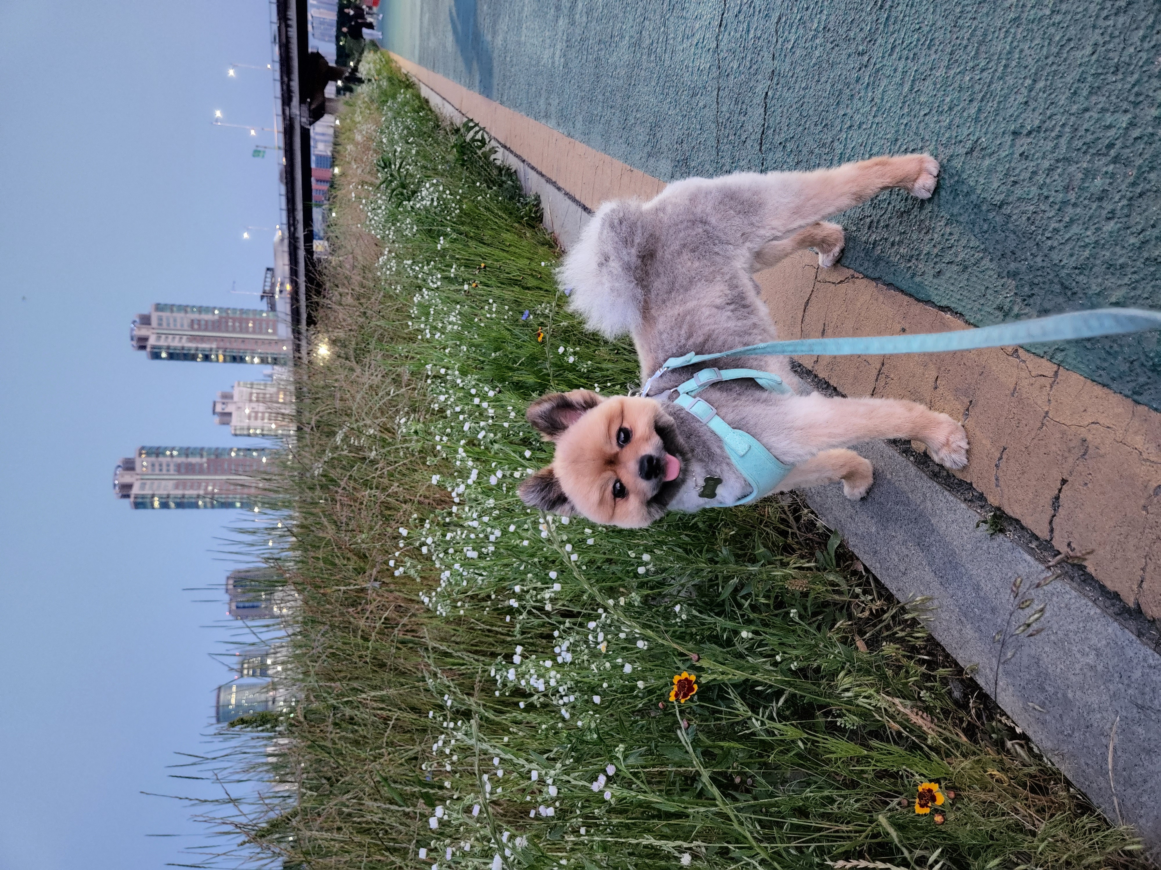 라쿤이 입양 1년