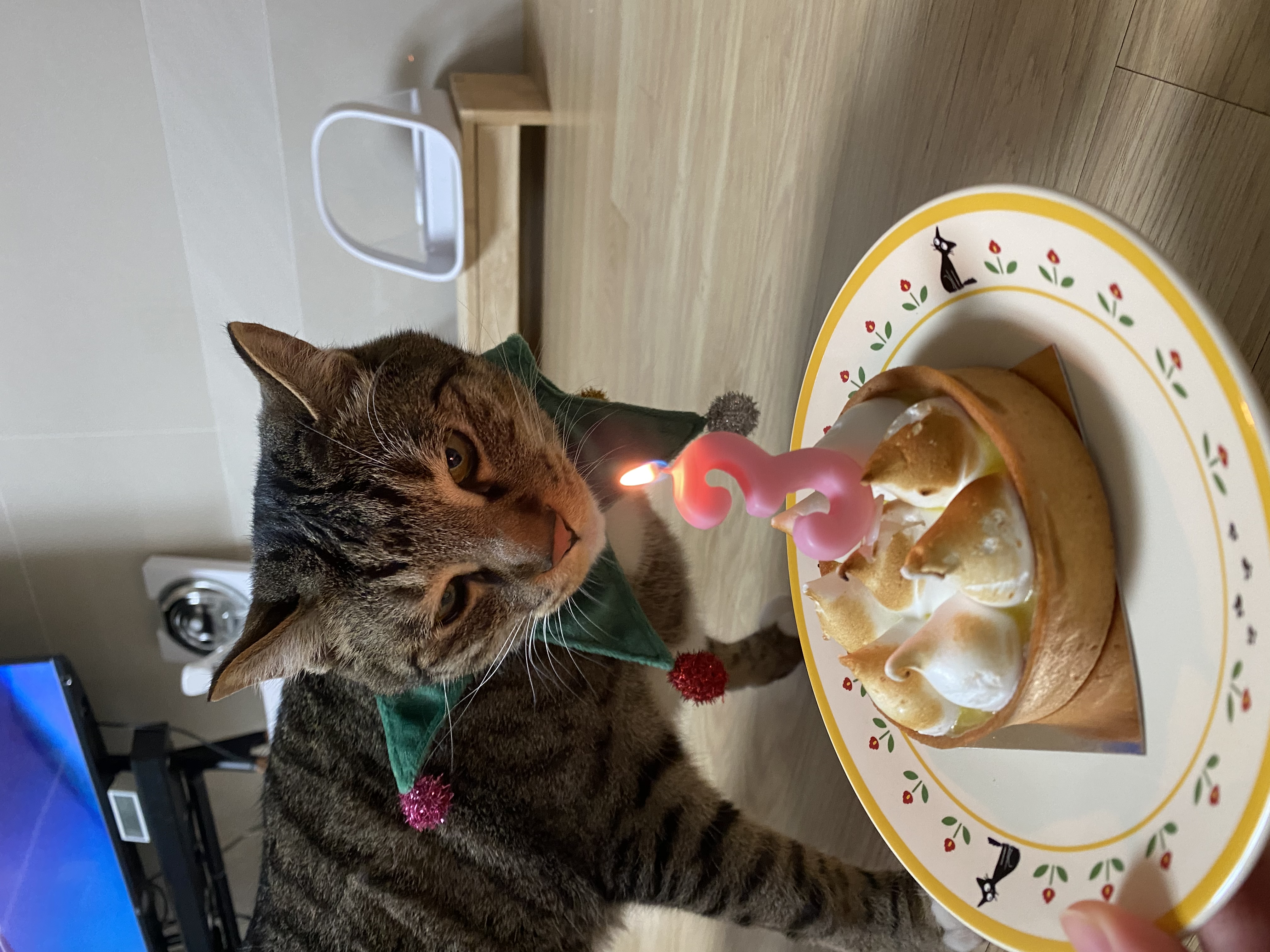 복동(야옹) & 깨비(나폴레옹) 잘 지내고 있습니다~!