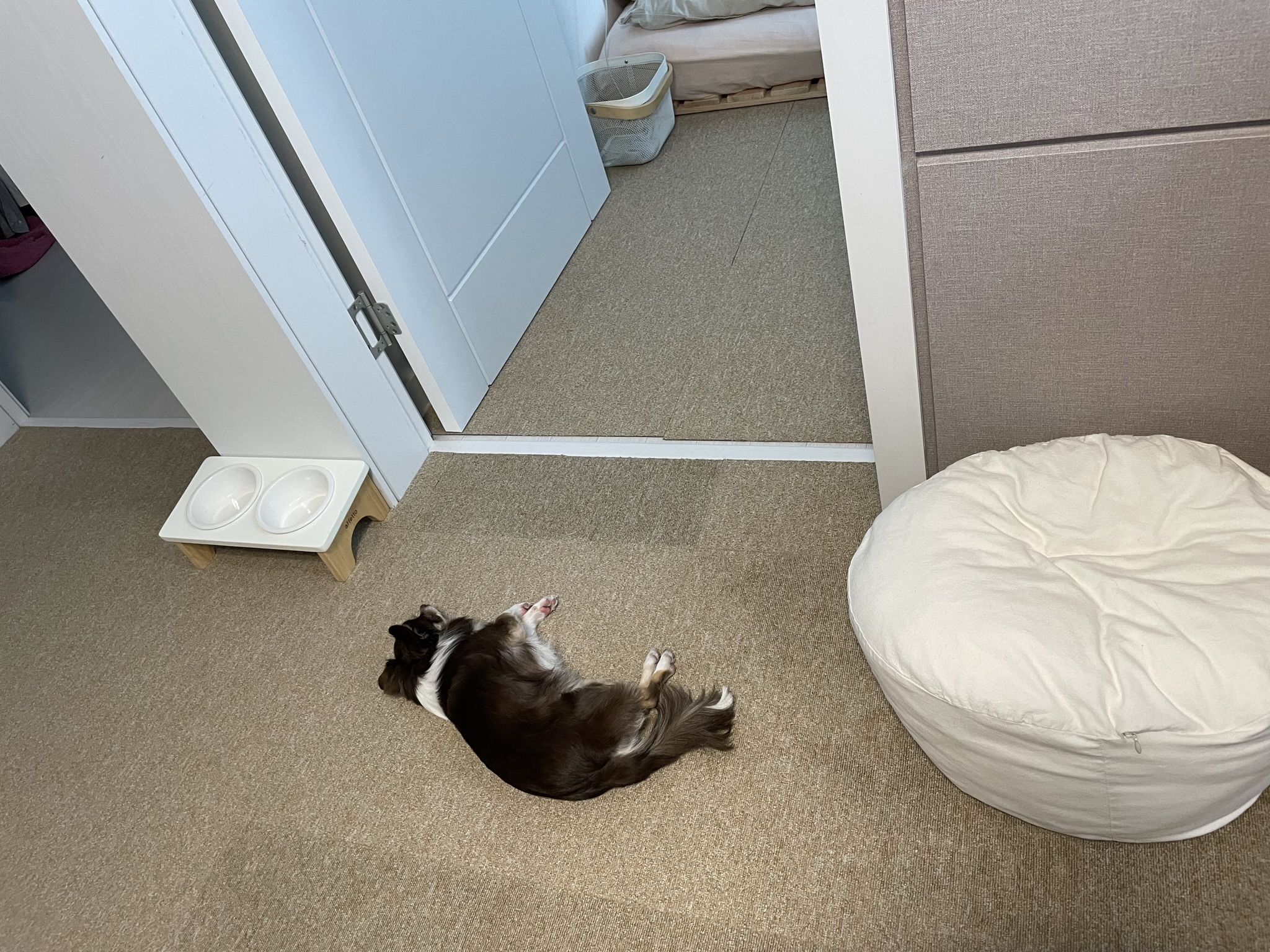 평택치와와 조이(구 사치)후기 전해요 :)