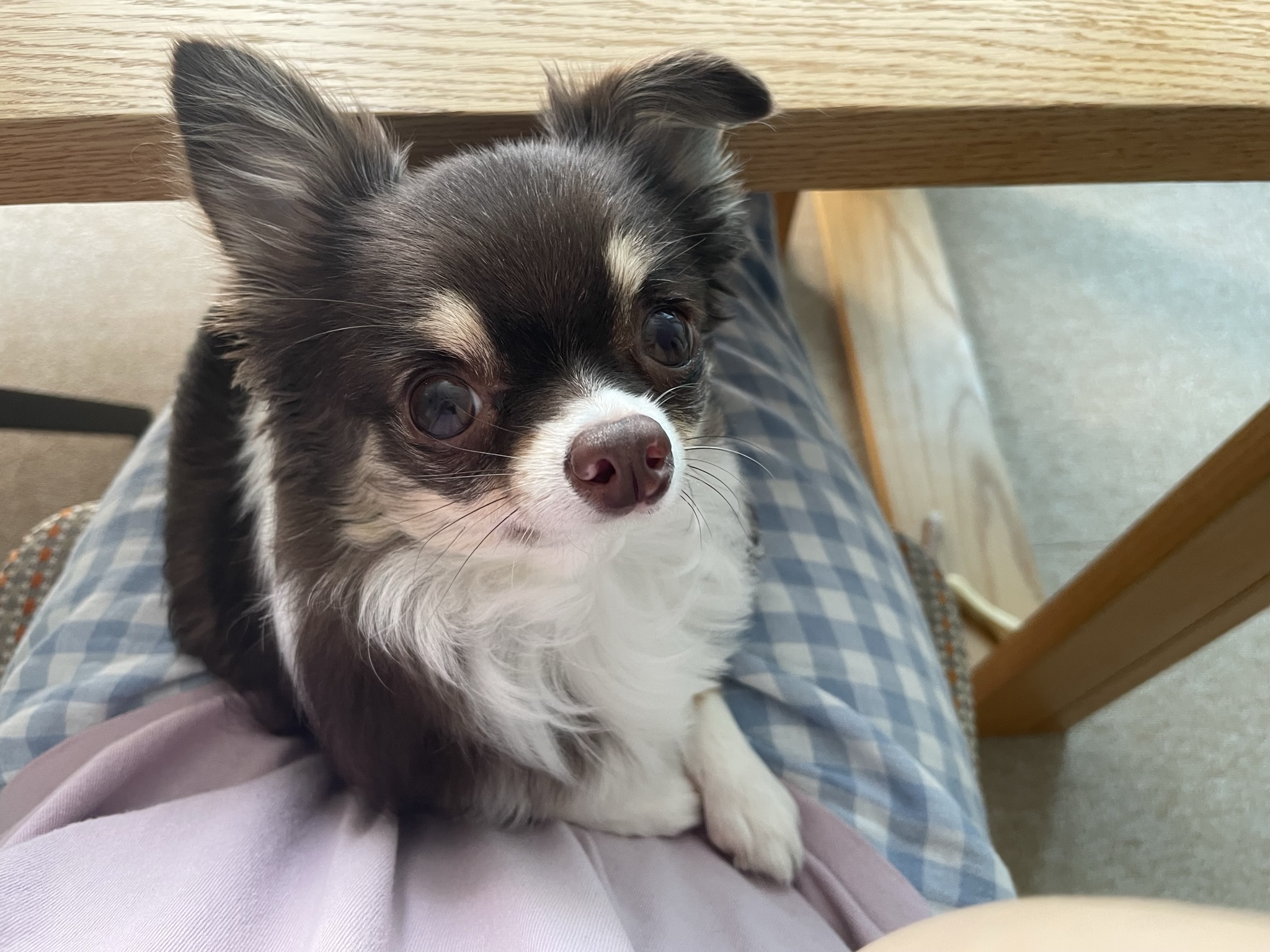 평택치와와 조이(구 사치)후기 전해요 :)