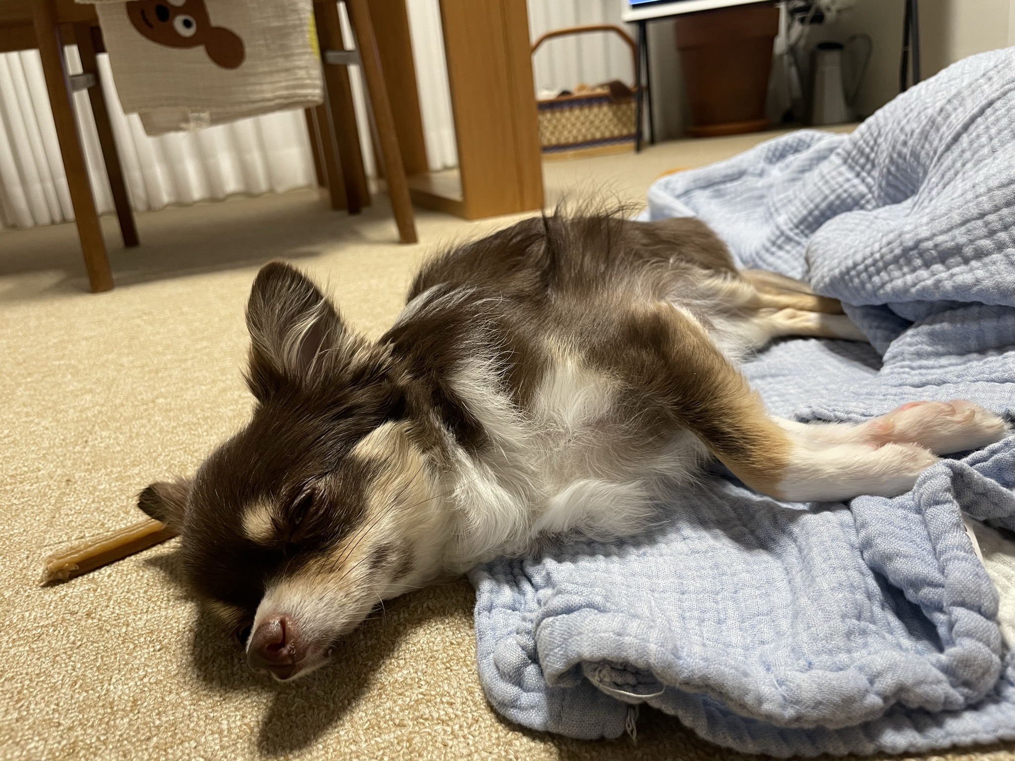 평택치와와 조이(구 사치)후기 전해요 :)