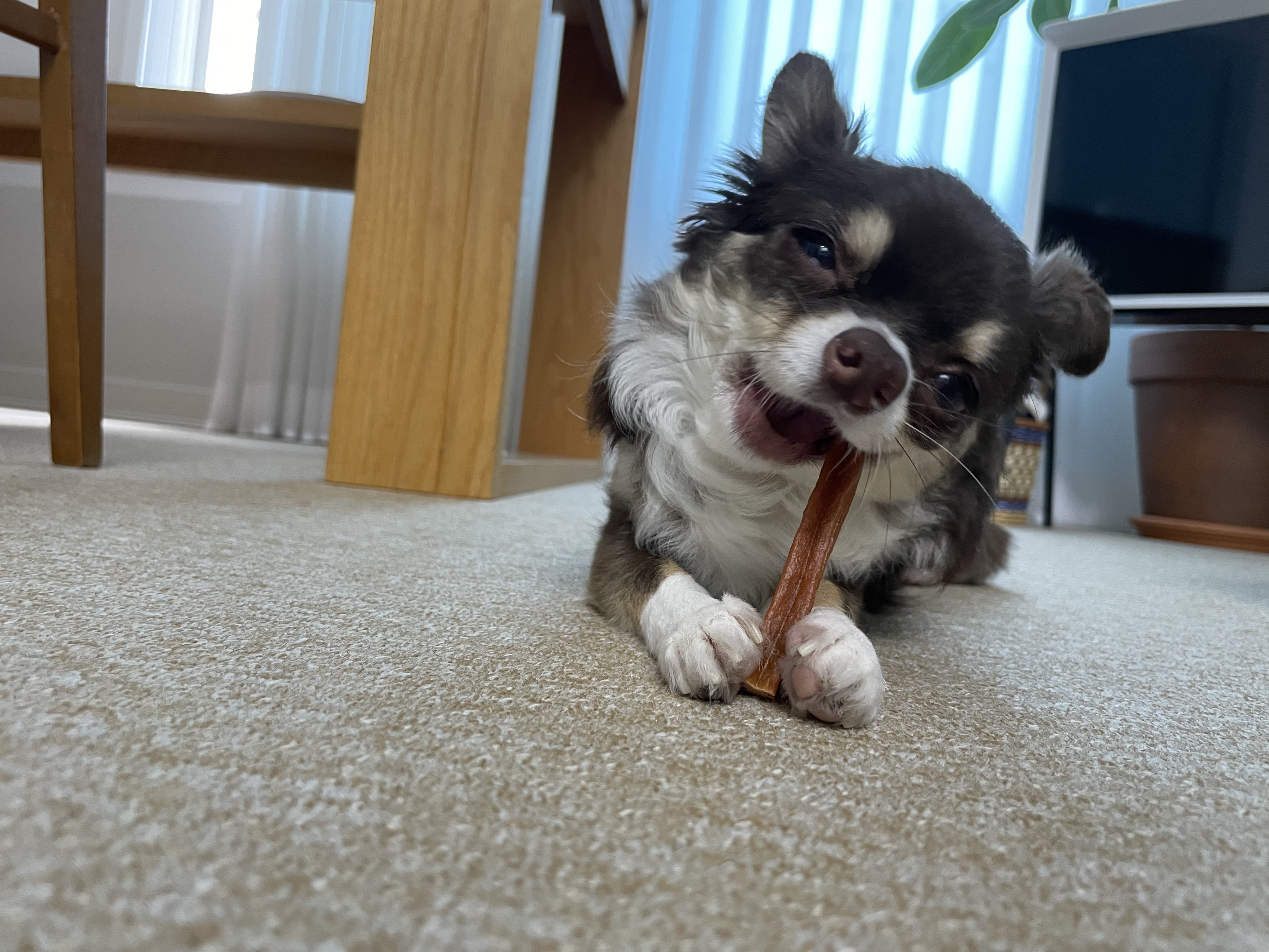 평택치와와 조이(구 사치)후기 전해요 :)