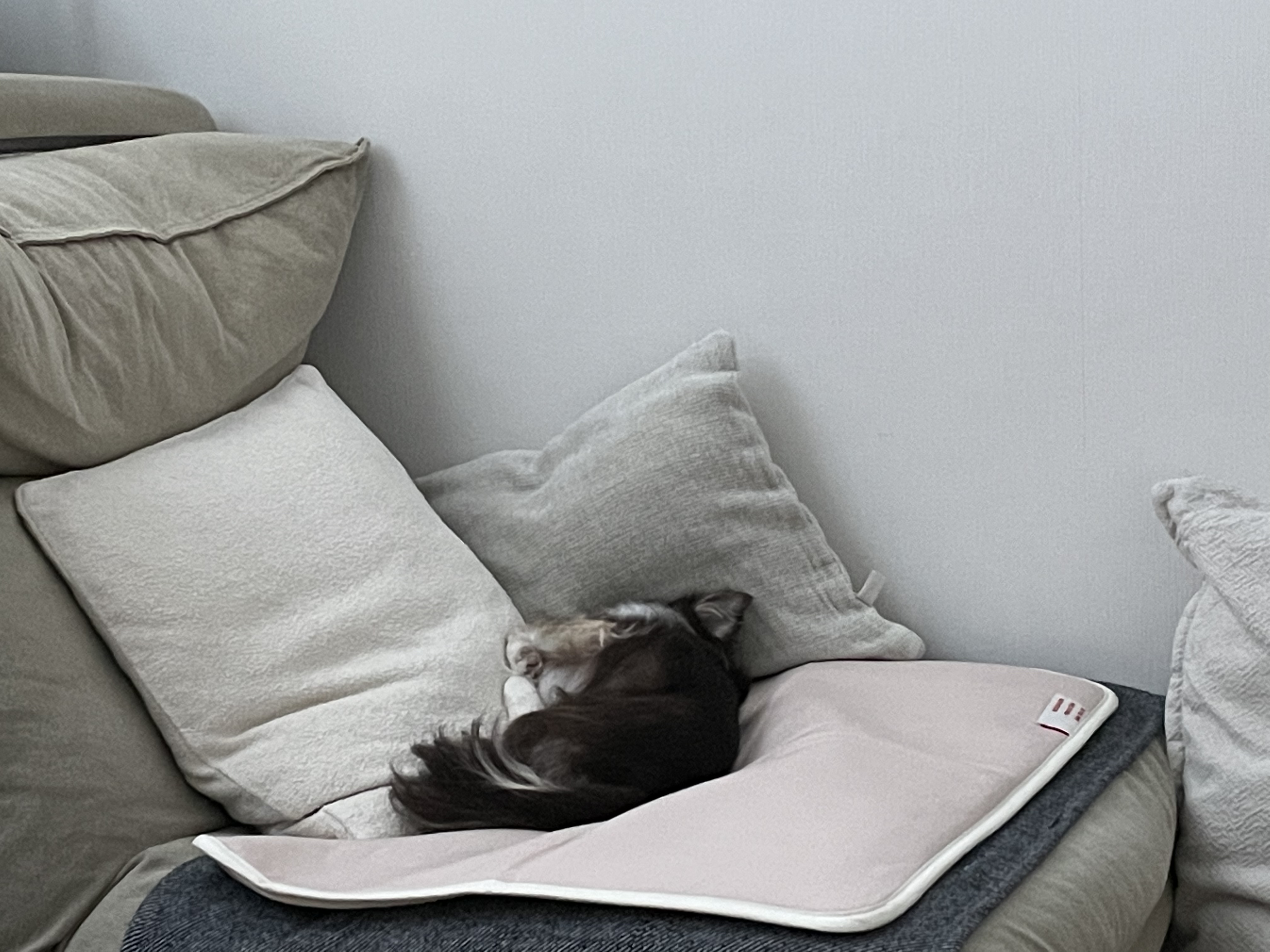 평택치와와 조이(구 사치)후기 전해요 :)